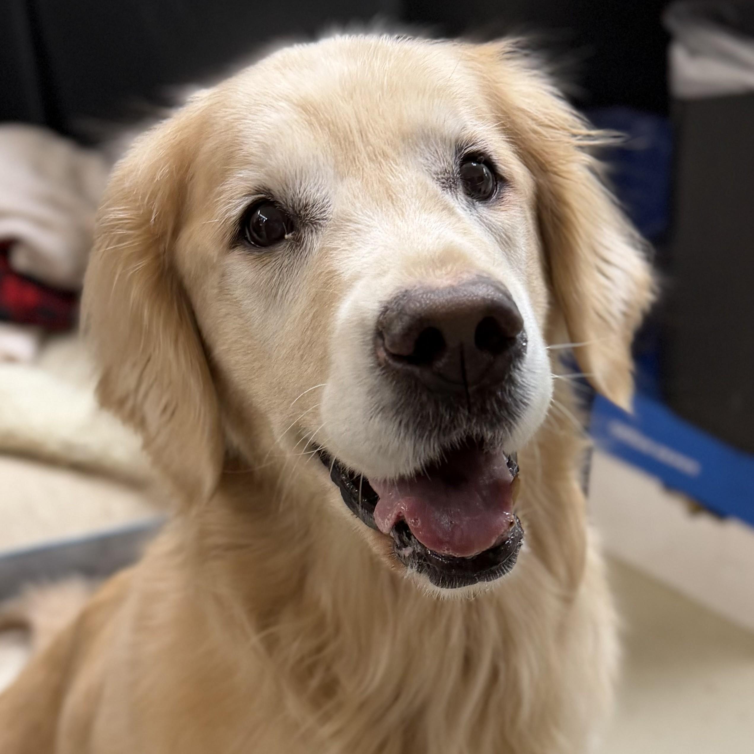 Enlarge Molly- #50413, a ADOPTABLE Golden Retriever in Columbia, MD image 1/5