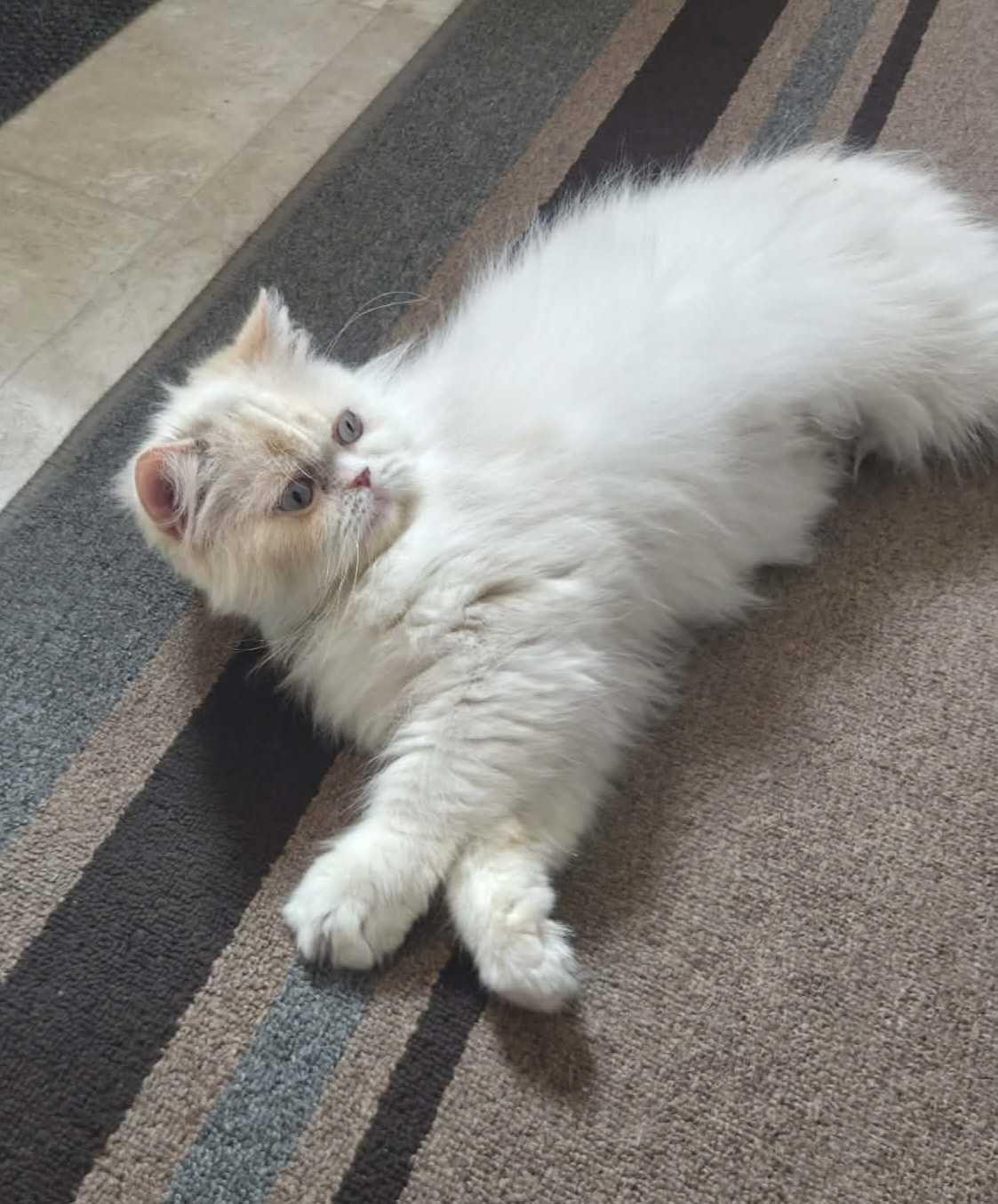 Enlarge Anne Stuart, a ADOPTABLE Persian in Bowdoin, ME image 1/4