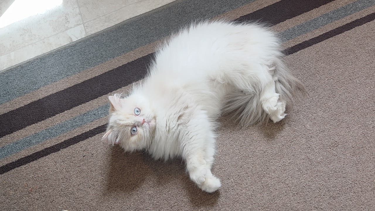 Enlarge Anne Stuart, a ADOPTABLE Persian in Bowdoin, ME video 4/4