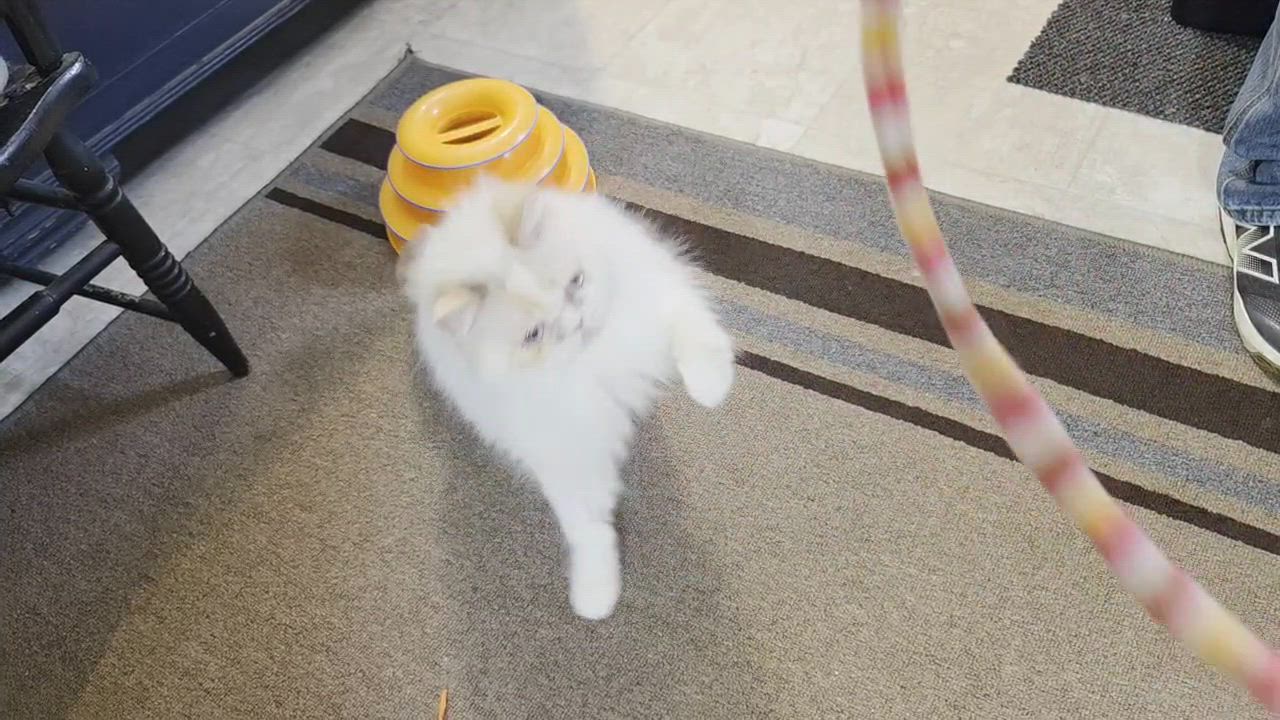 Enlarge Anne Stuart, a ADOPTABLE Persian in Bowdoin, ME video 1/2