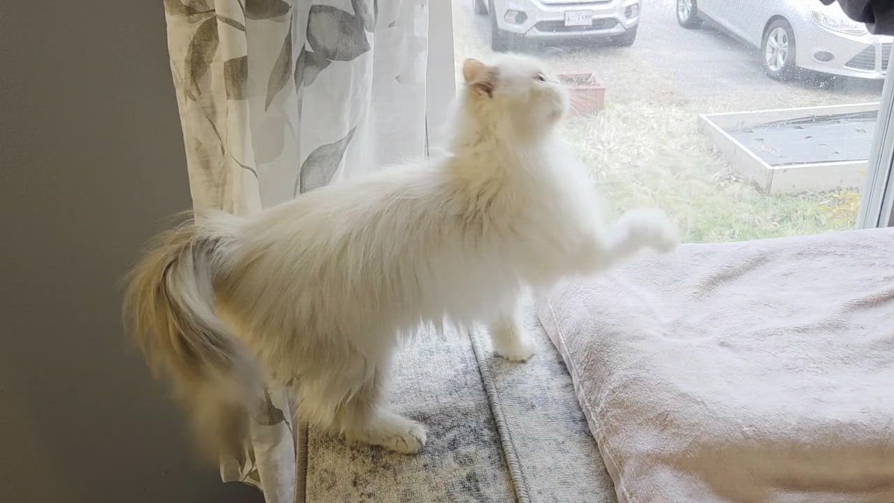 Enlarge Anne Stuart, a ADOPTABLE Persian in Bowdoin, ME video 2/2