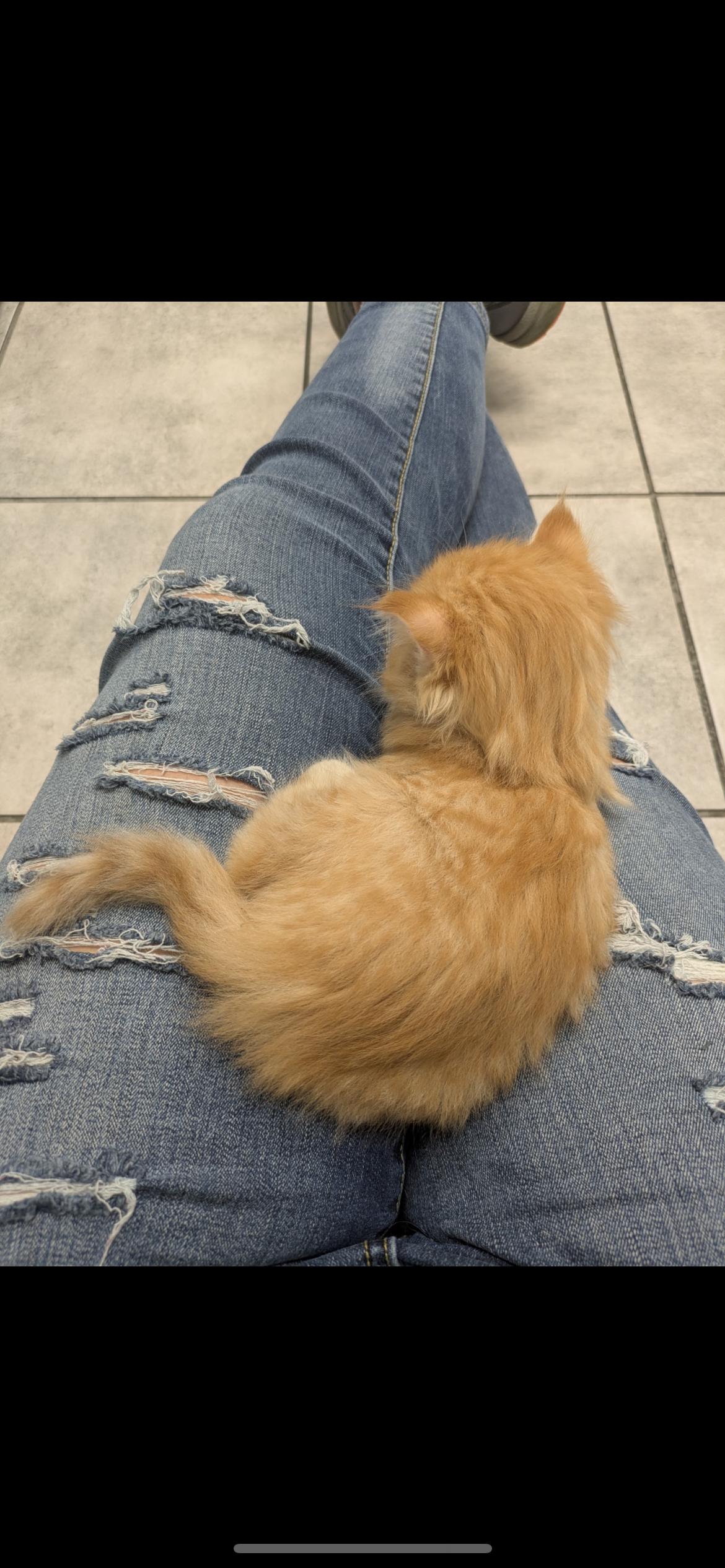 Enlarge Checkers, a ADOPTABLE Domestic Medium Hair in Columbus, OH image 3/5