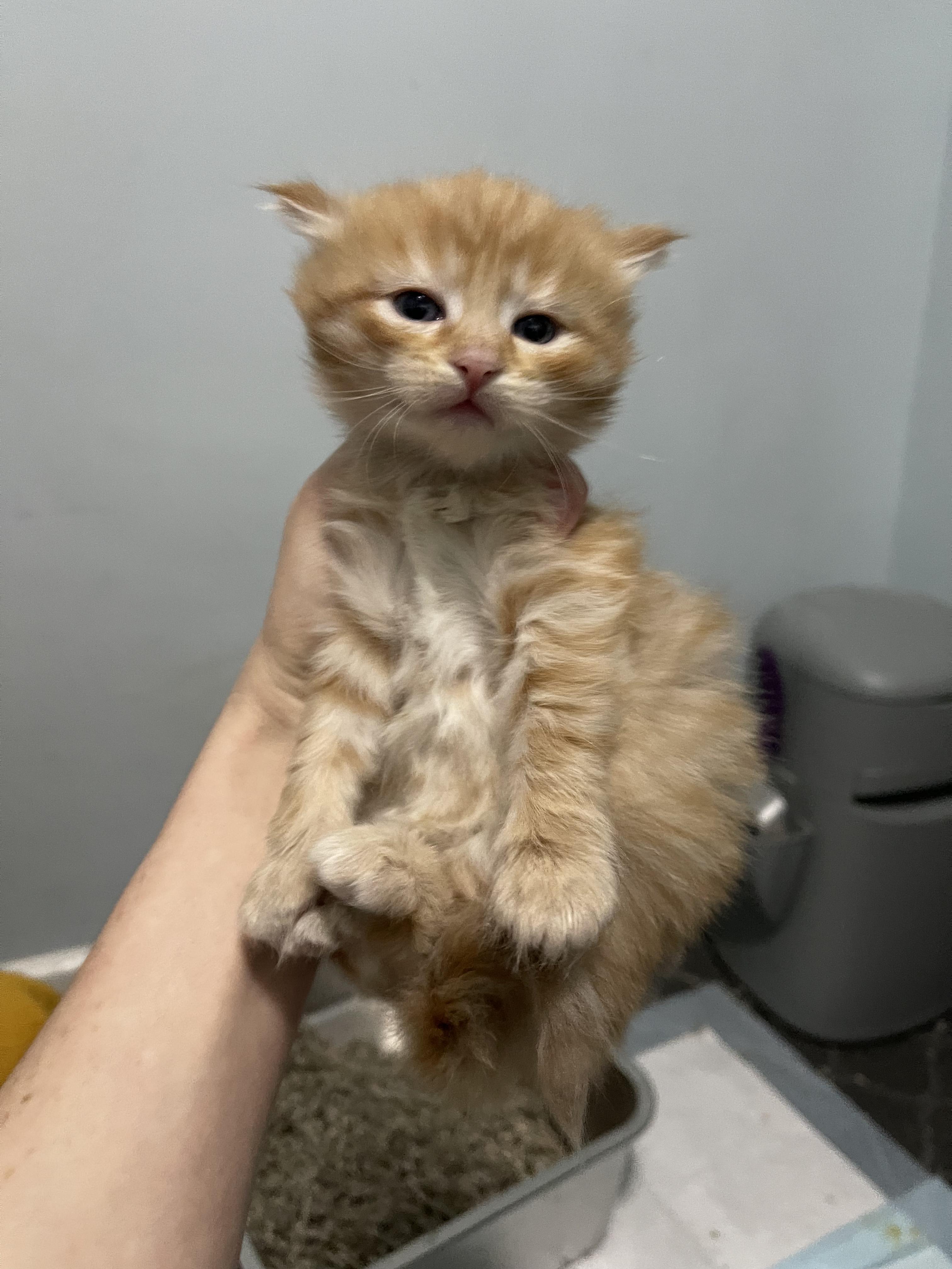 Enlarge Checkers, a ADOPTABLE Domestic Medium Hair in Columbus, OH image 1/5