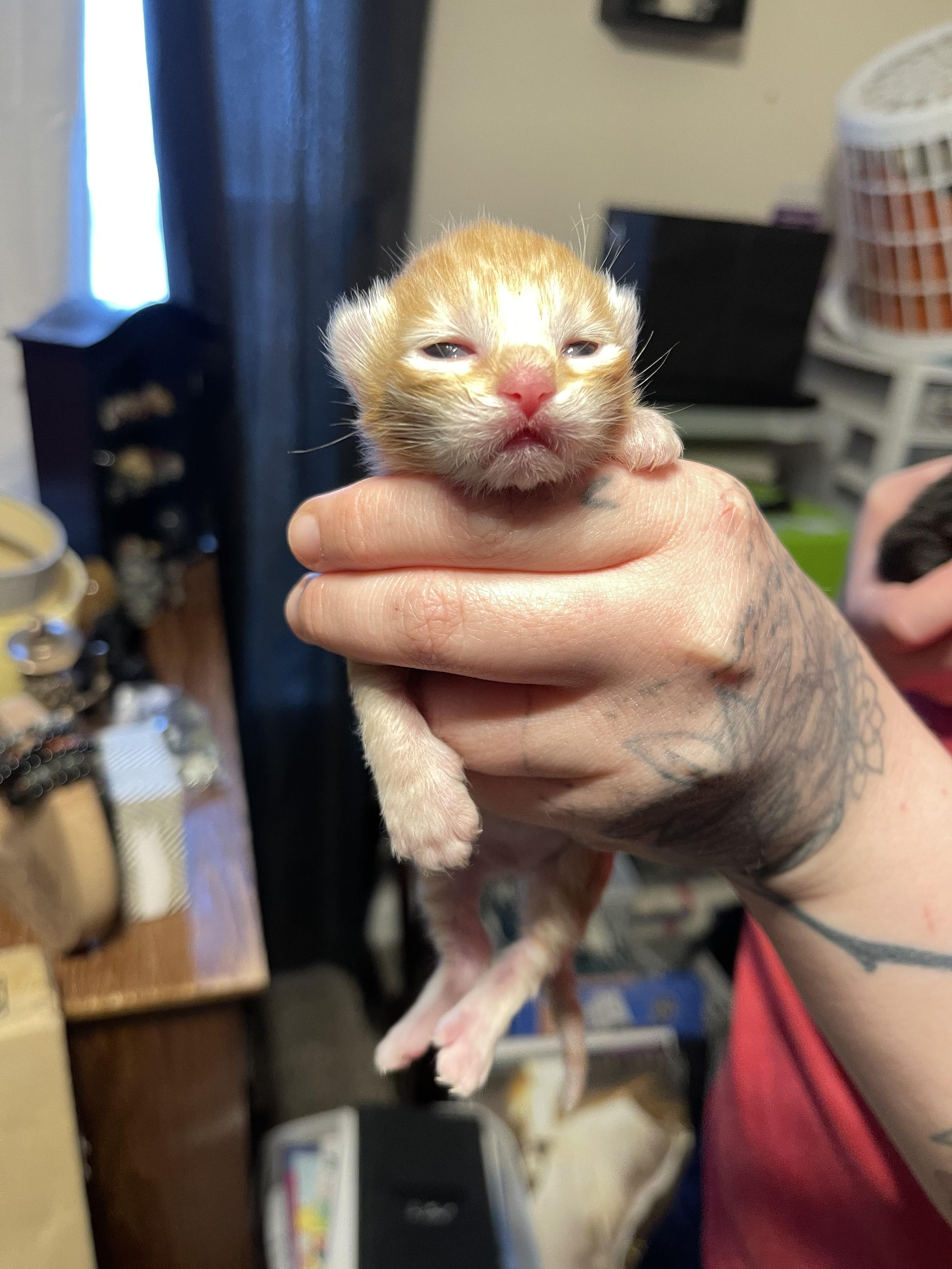 Enlarge Checkers, a ADOPTABLE Domestic Medium Hair in Columbus, OH image 4/5