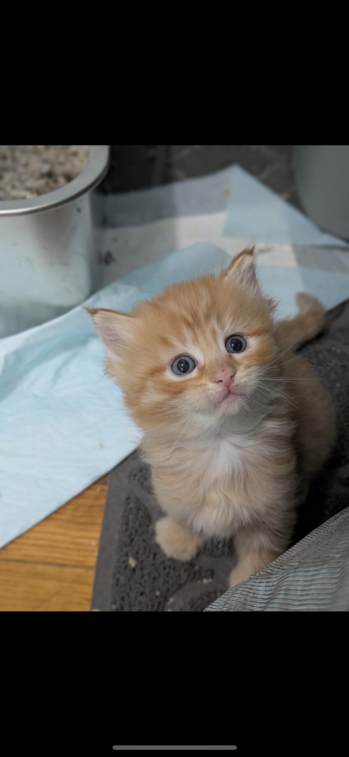 Enlarge Checkers, a ADOPTABLE Domestic Medium Hair in Columbus, OH image 2/5