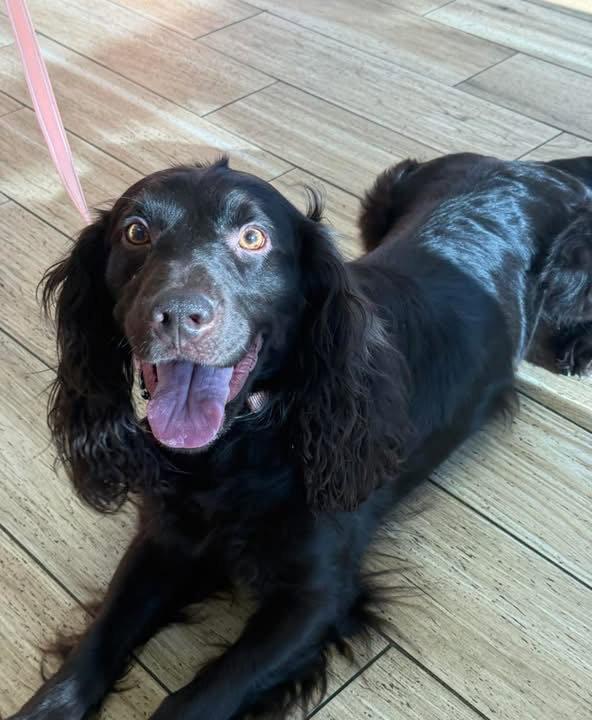 Enlarge Ryder, a Adopted Boykin Spaniel in Valrico, FL image 1/1