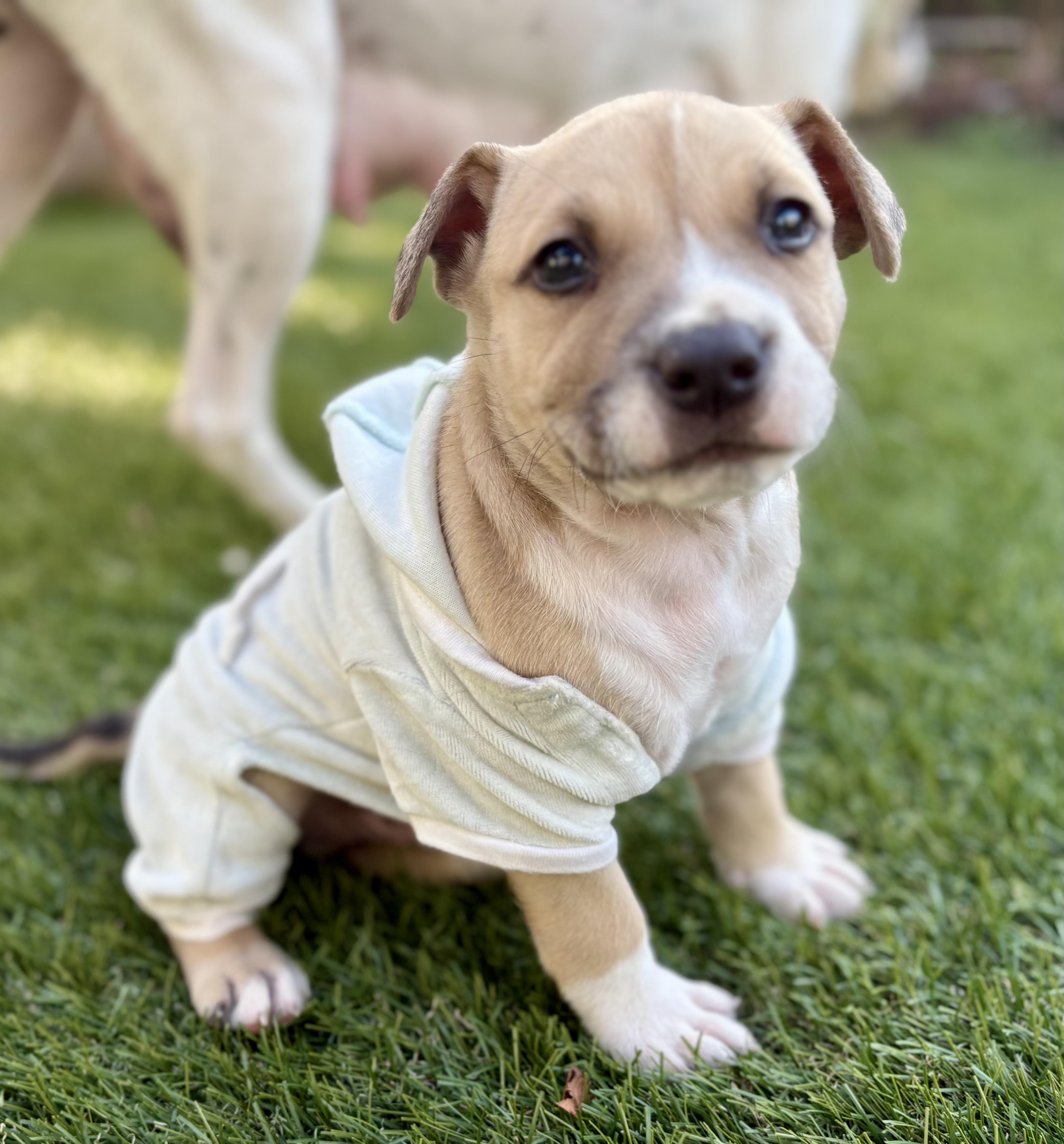GRIFFIN, Adoptable, Puppy Male Pit Bull Terrier.