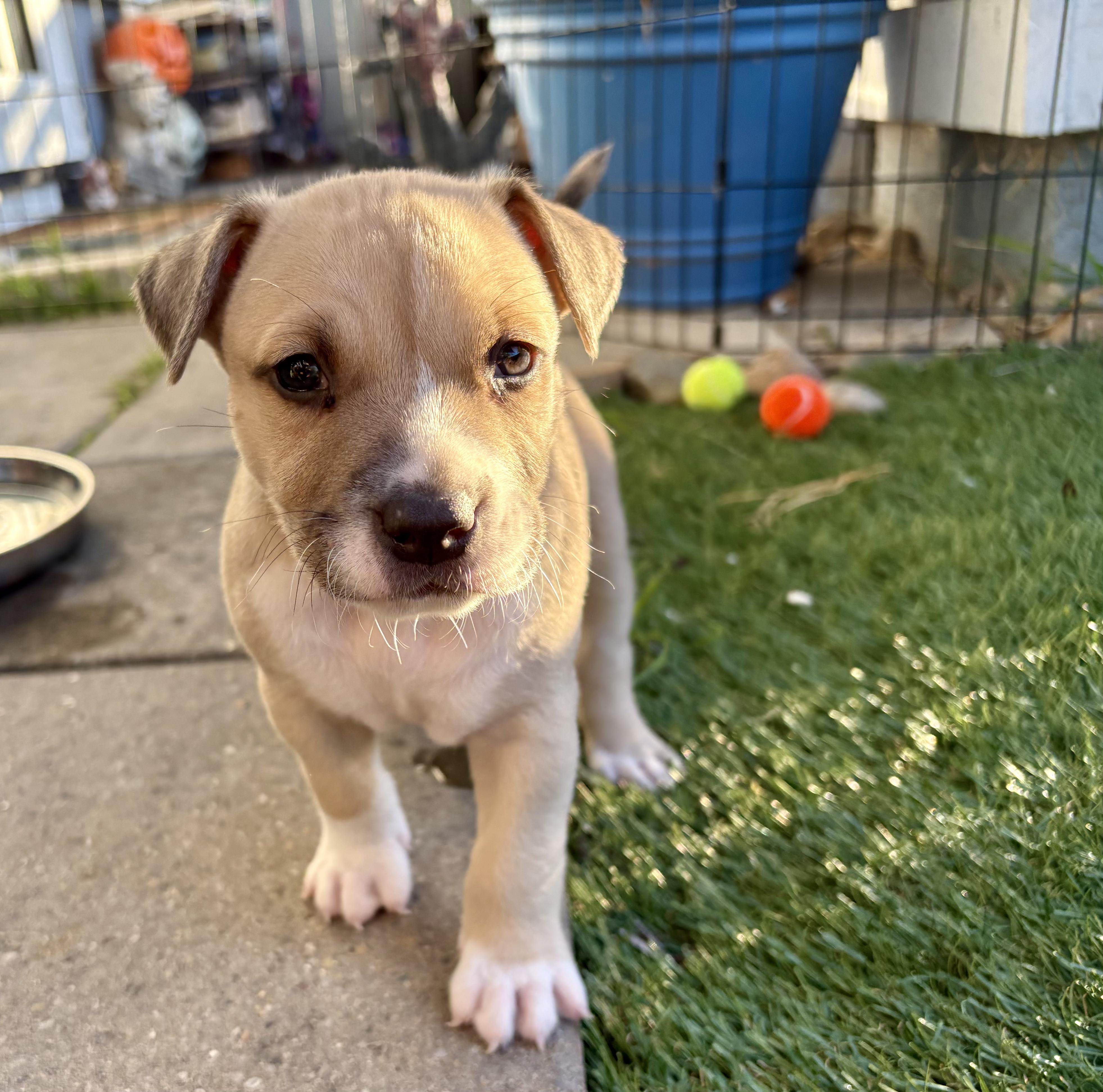 GRIFFIN, a Adoptable Pit Bull Terrier in San Diego, CA image 4/5