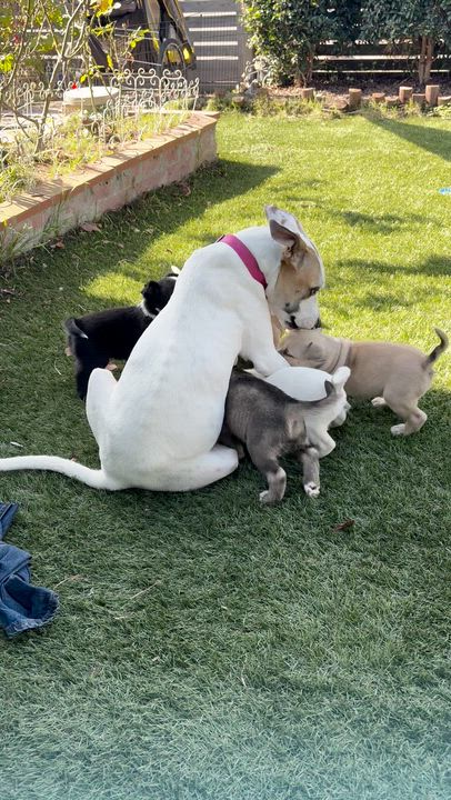 Enlarge GRIFFIN, a Adoptable Pit Bull Terrier in San Diego, CA video 5/5