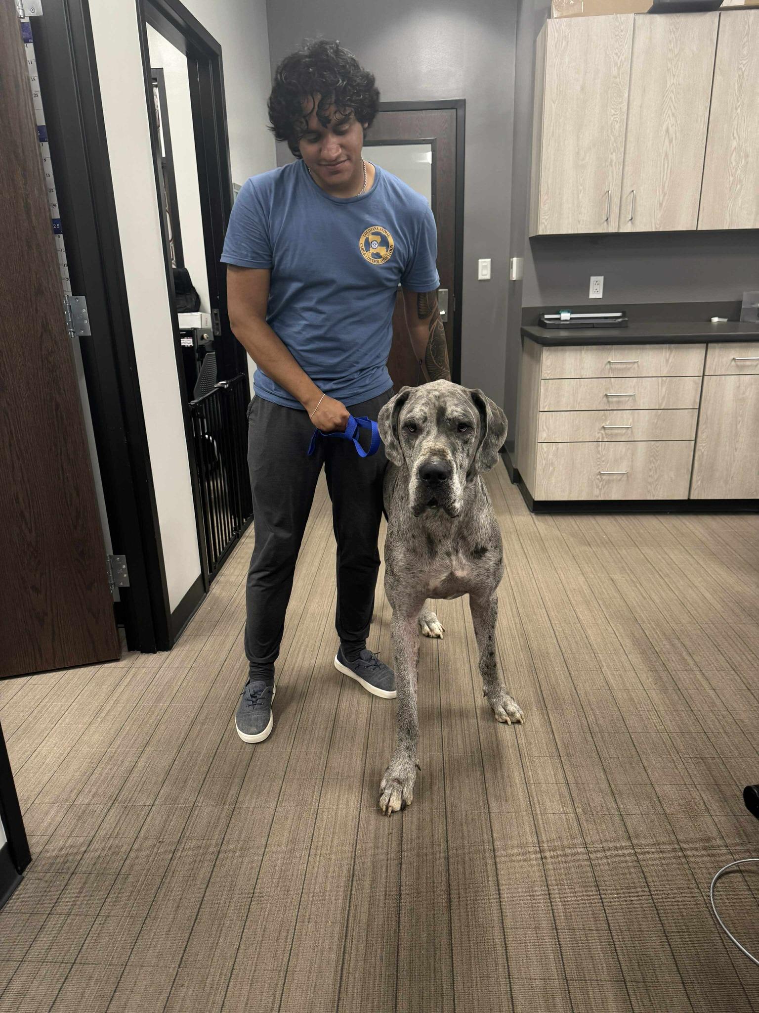 Enlarge Lincoln, a Adopted Great Dane in Pensacola, FL image 1/1