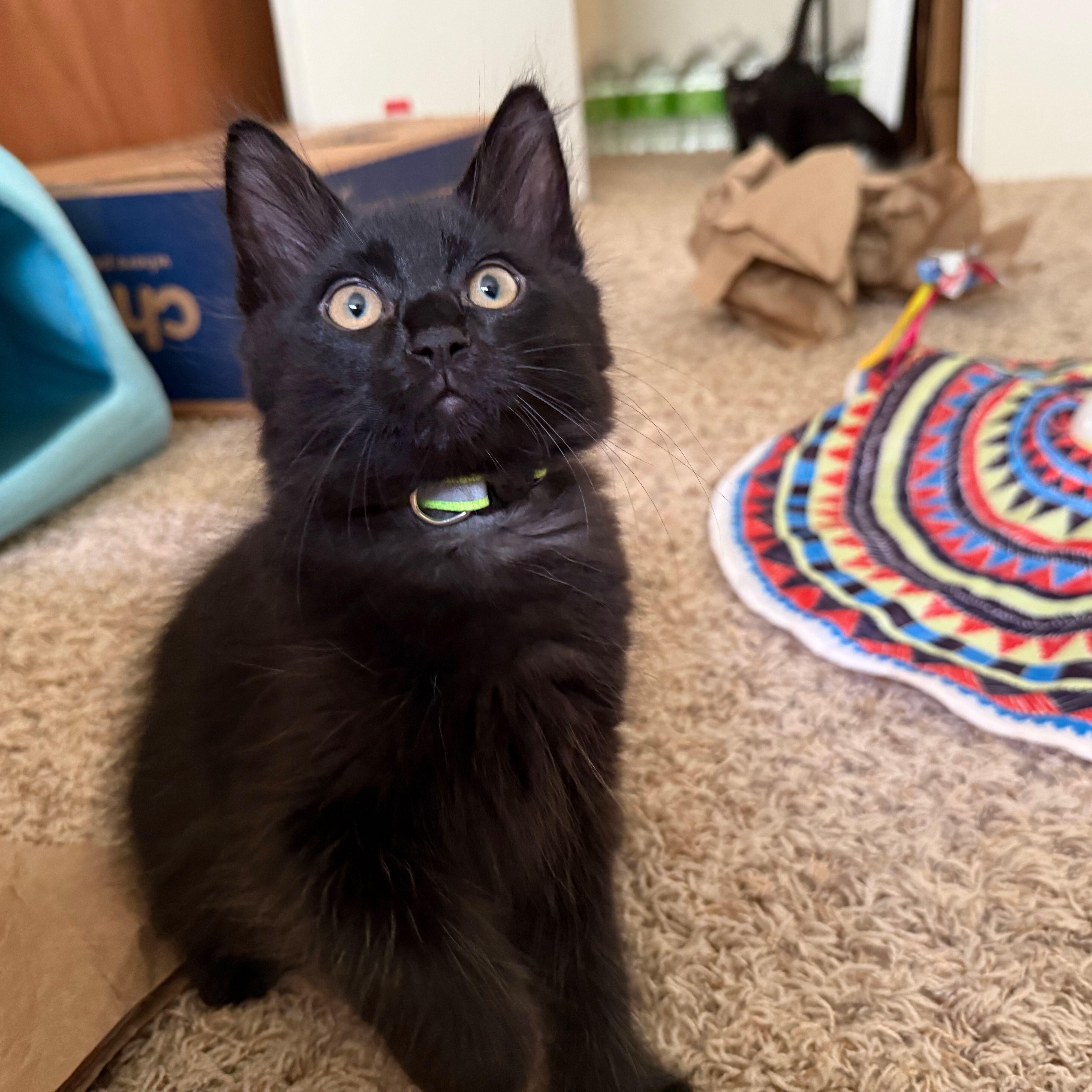 Obsidian, an adopted Domestic Medium Hair in Renton , WA image 3/4