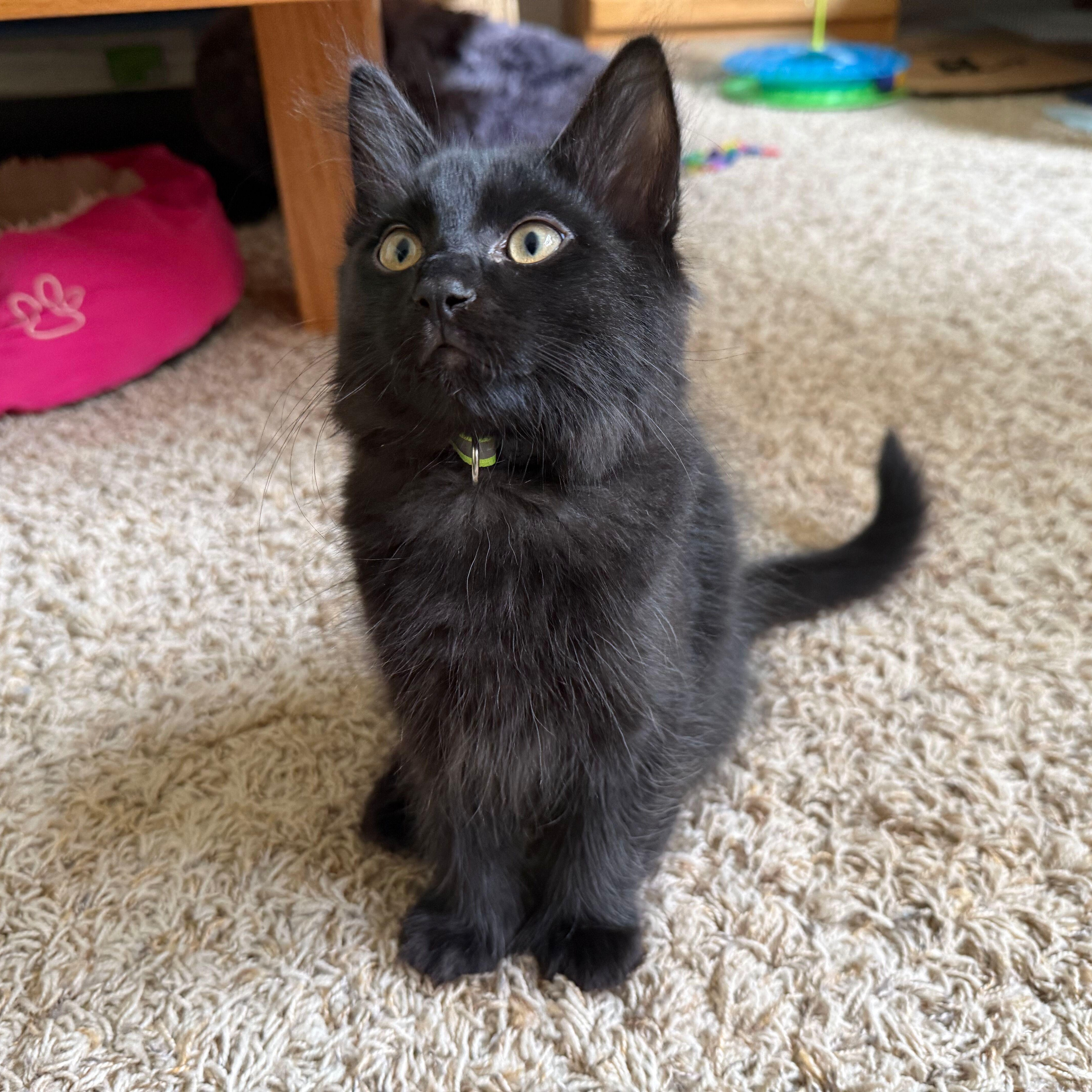 Obsidian, an adopted Domestic Medium Hair in Renton , WA image 4/4