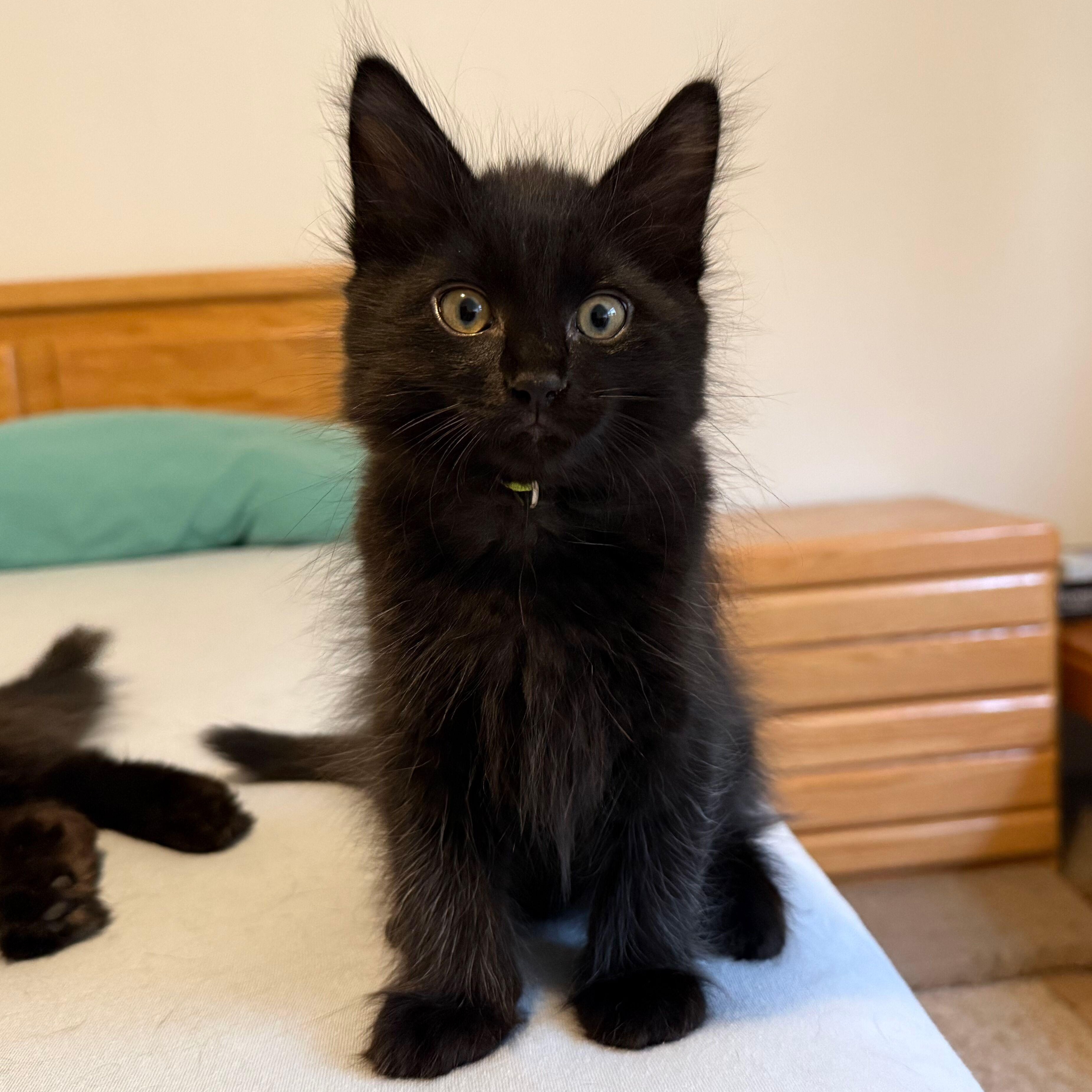 Obsidian, adopted, Kitten Male Domestic Medium Hair.
