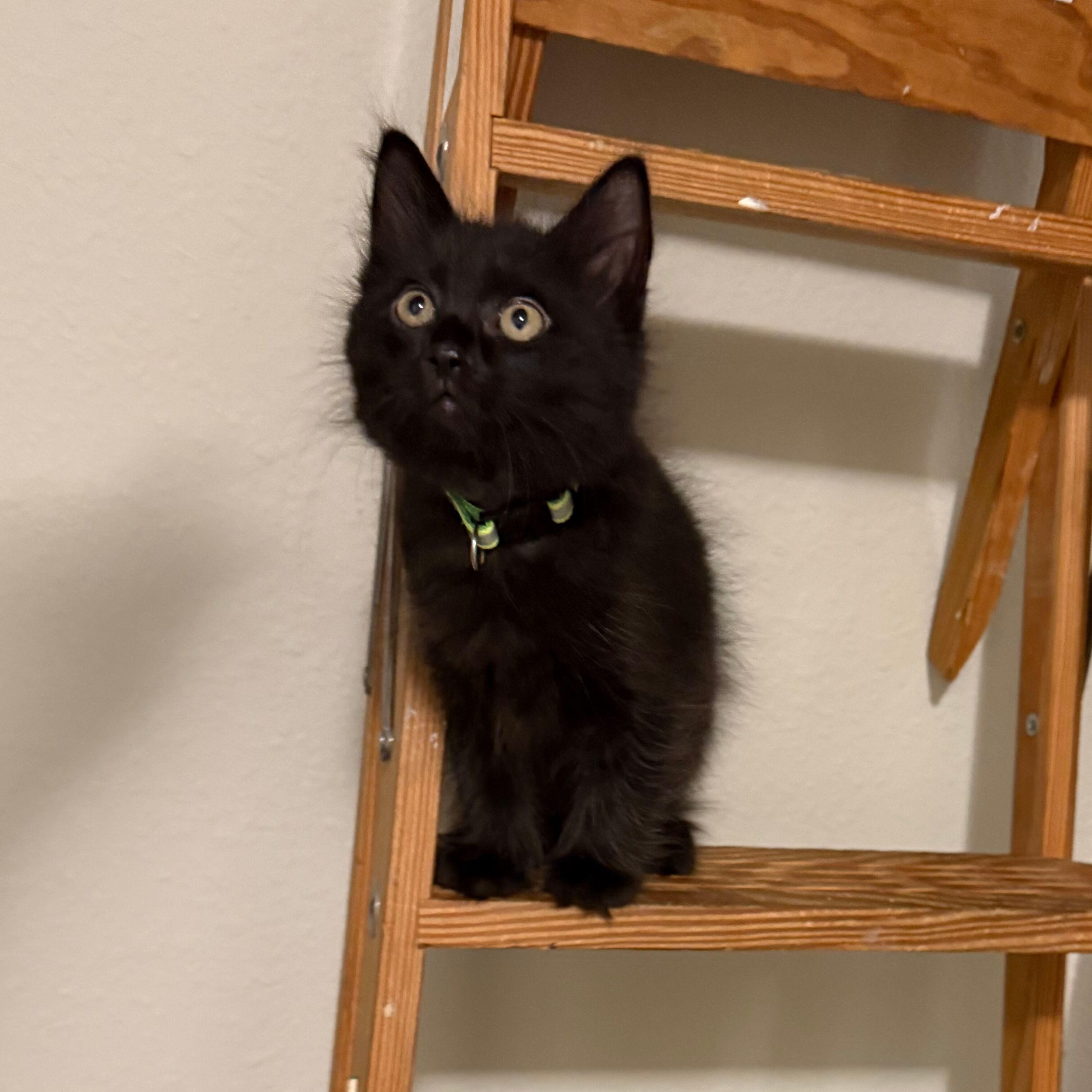 Obsidian, an adopted Domestic Medium Hair in Renton , WA image 2/4