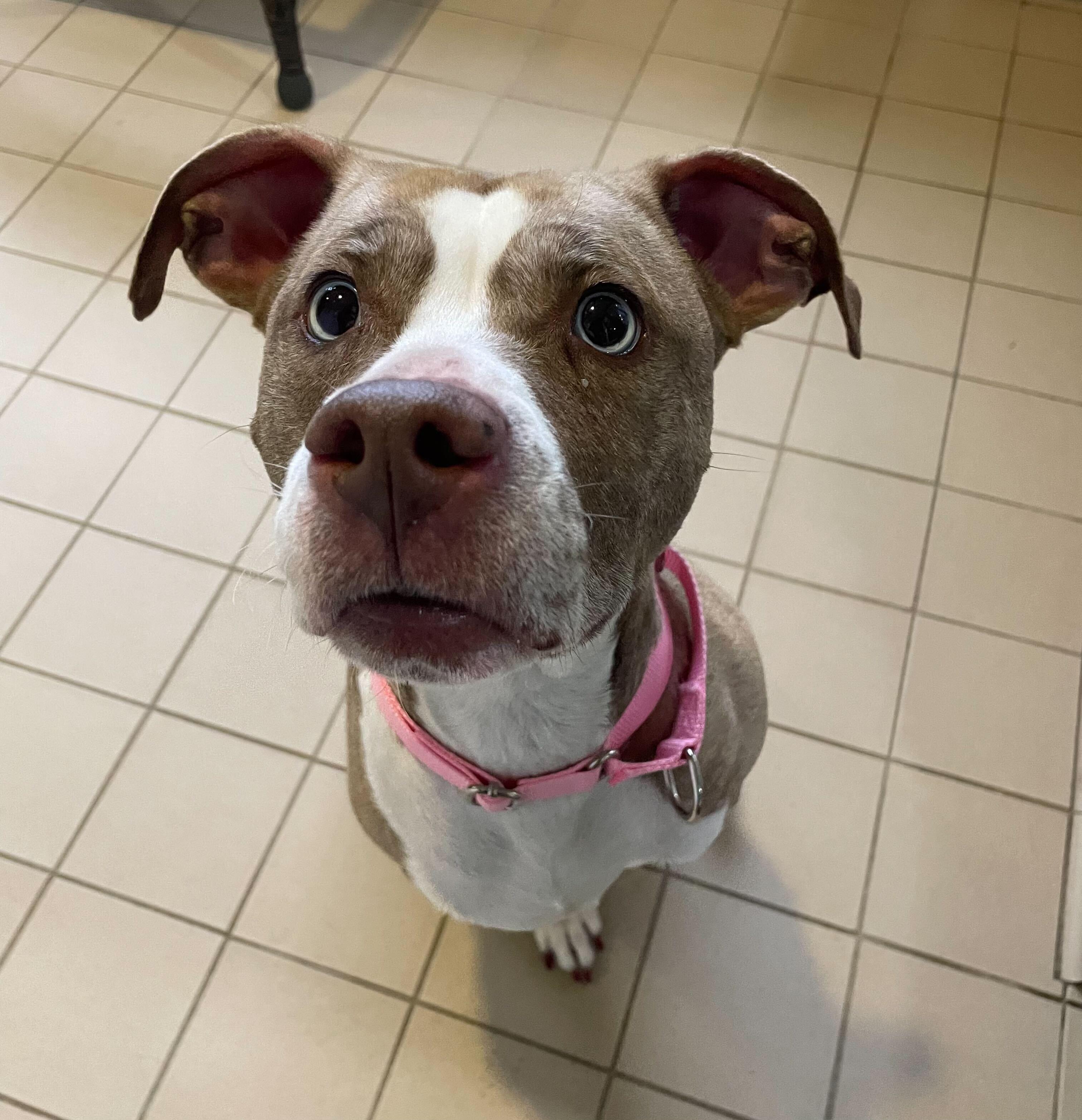 Enlarge Gypsy, a ADOPTABLE mixed breed in Jackson, MI image 5/6