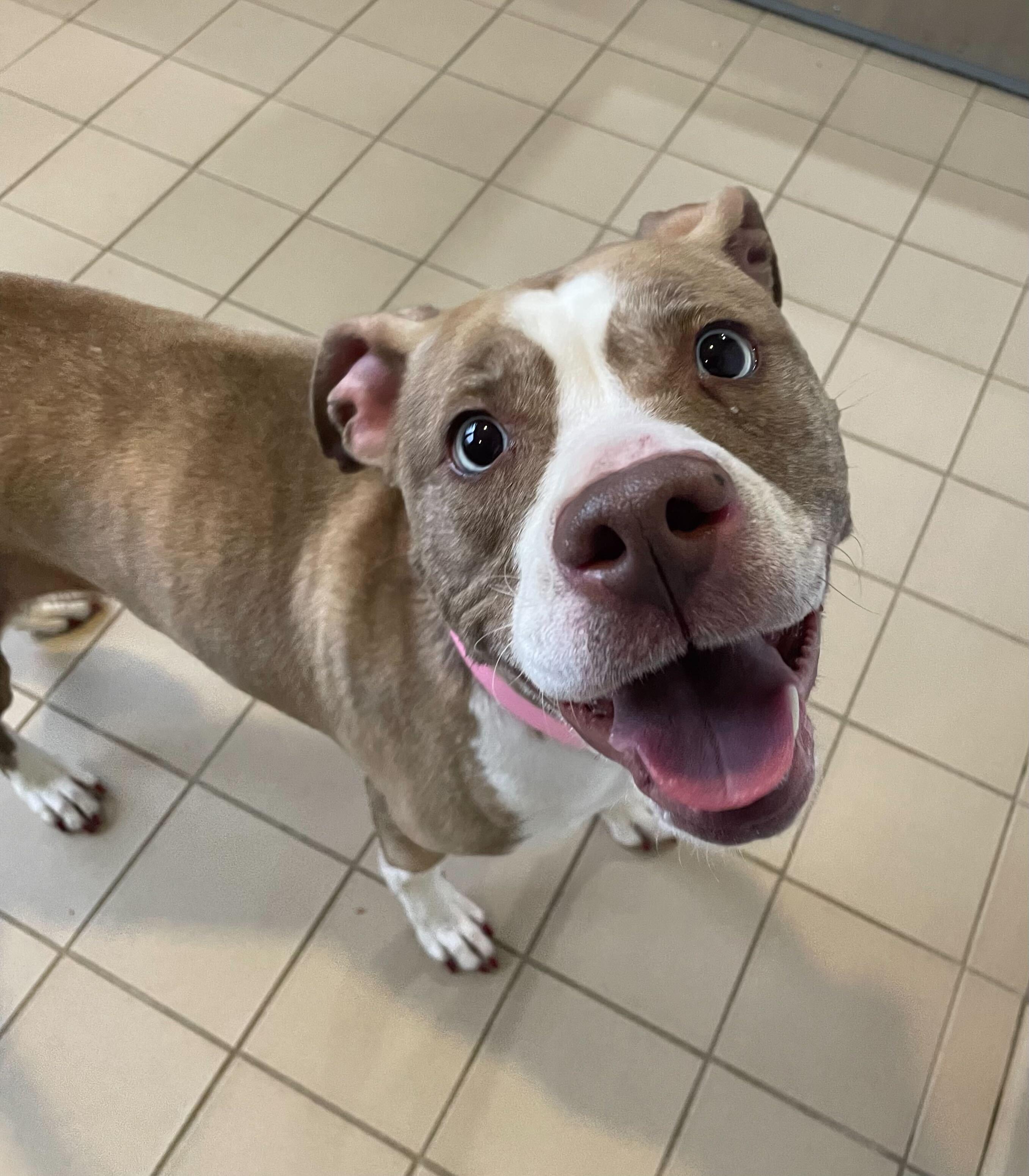 Gypsy, ADOPTABLE, Senior Female Pit Bull Terrier & Husky.
