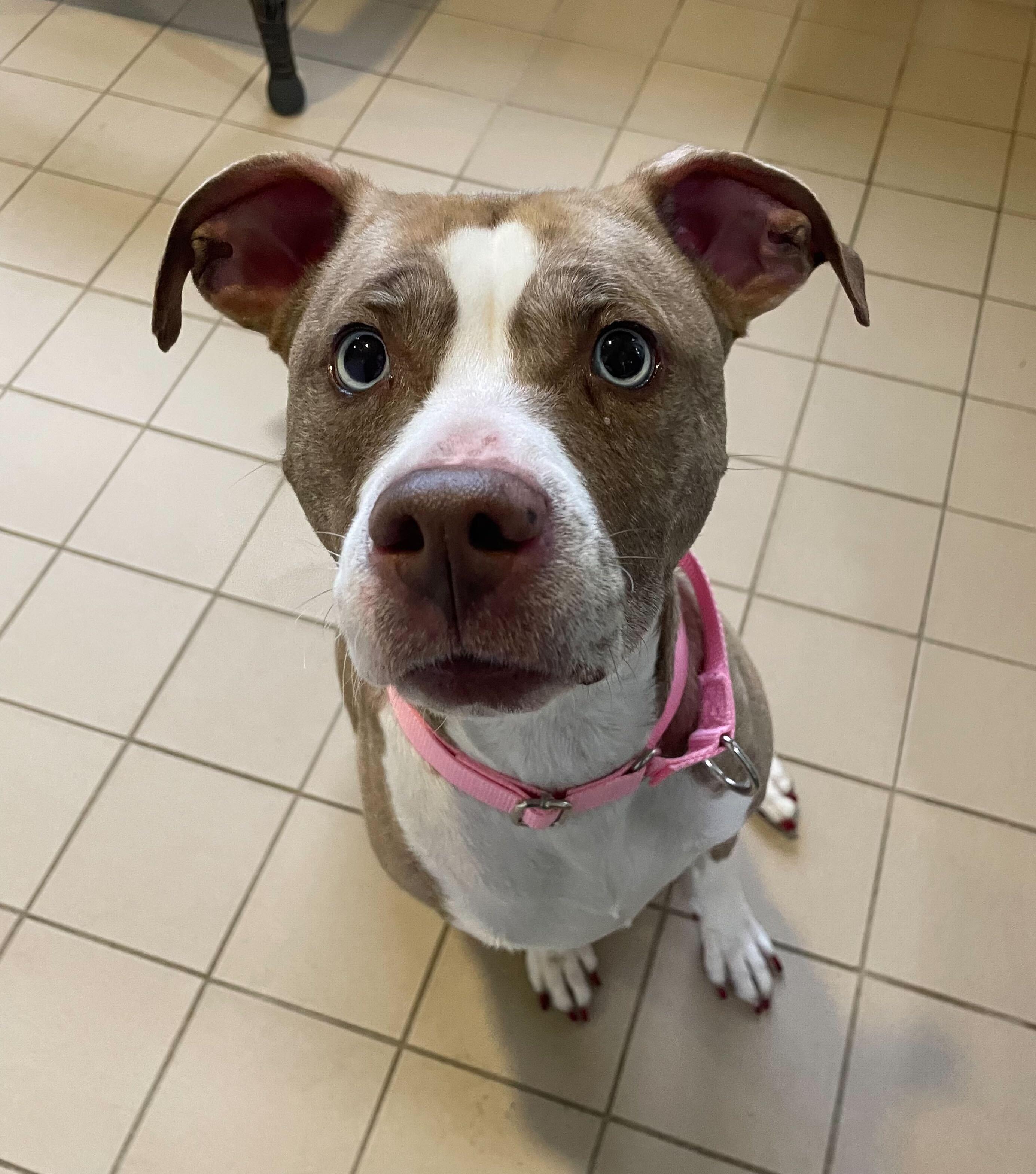 Enlarge Gypsy, a ADOPTABLE mixed breed in Jackson, MI image 2/6