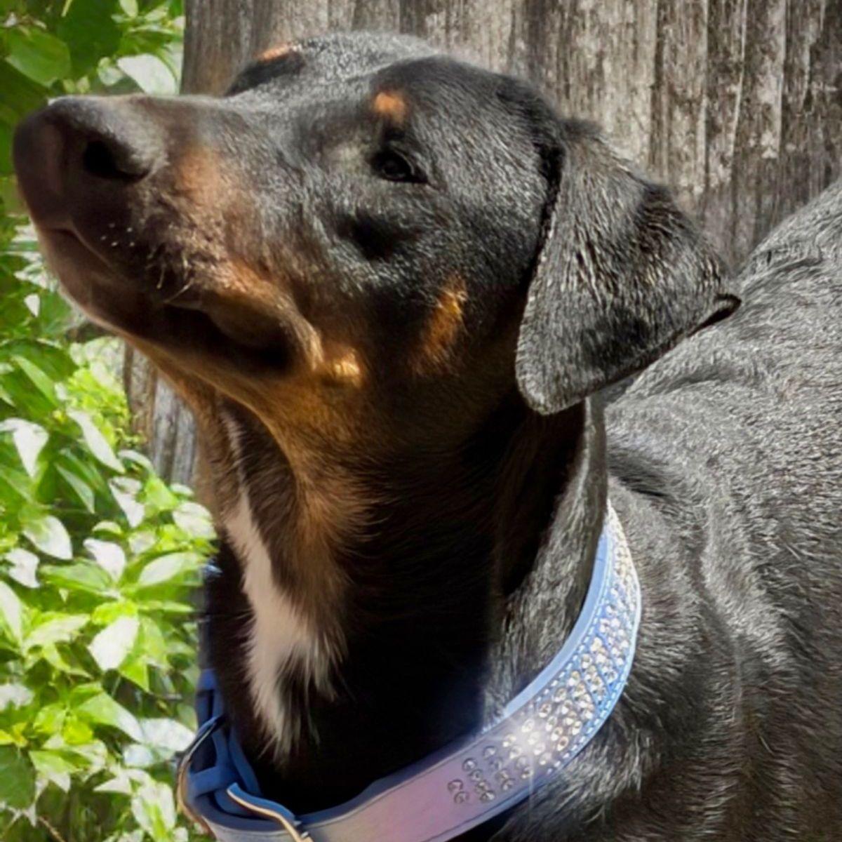 Enlarge Blacky, a Adoptable Hound in Kingman, AZ image 1/3