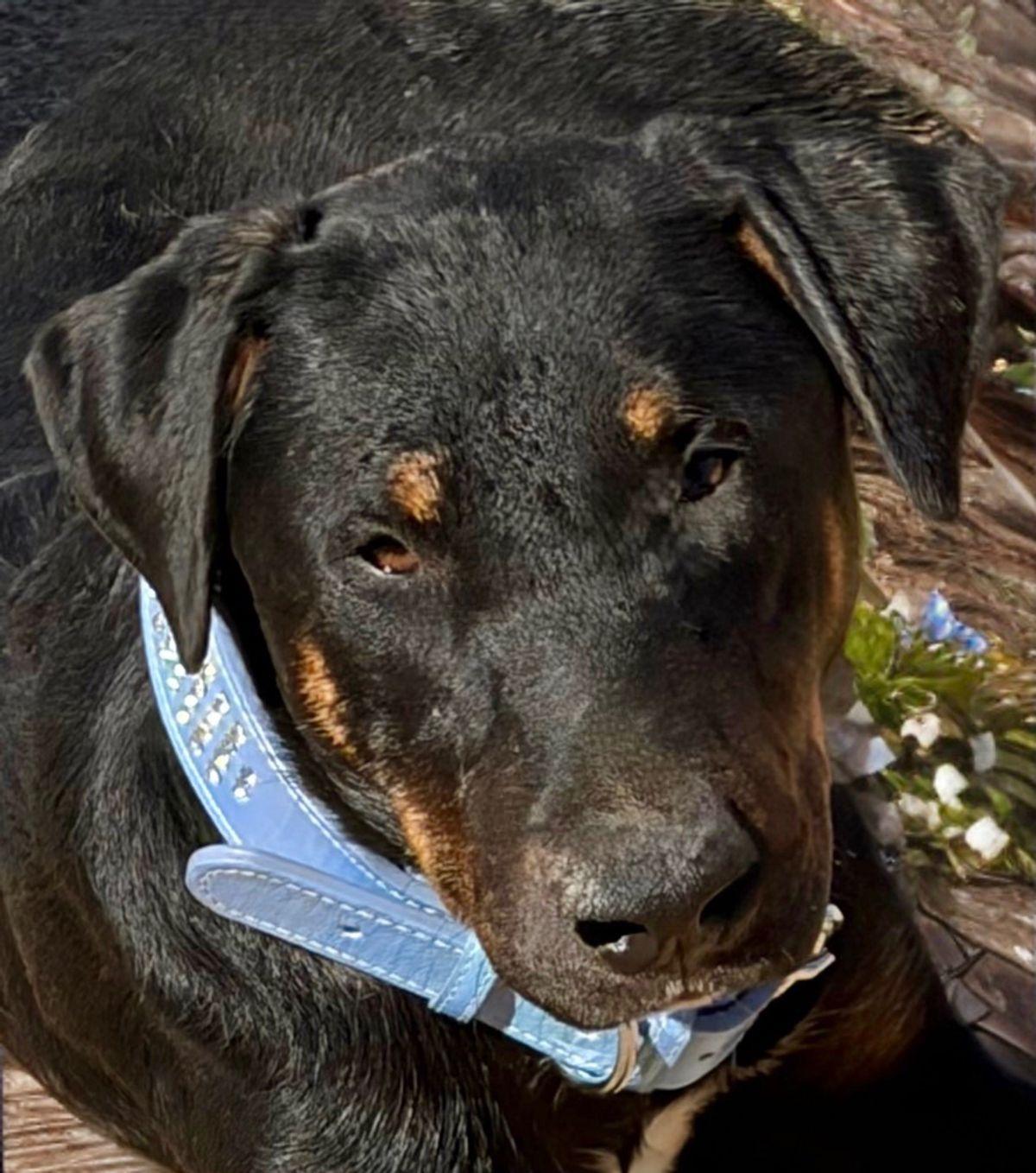 Enlarge Blacky, a Adoptable Hound in Kingman, AZ image 2/3