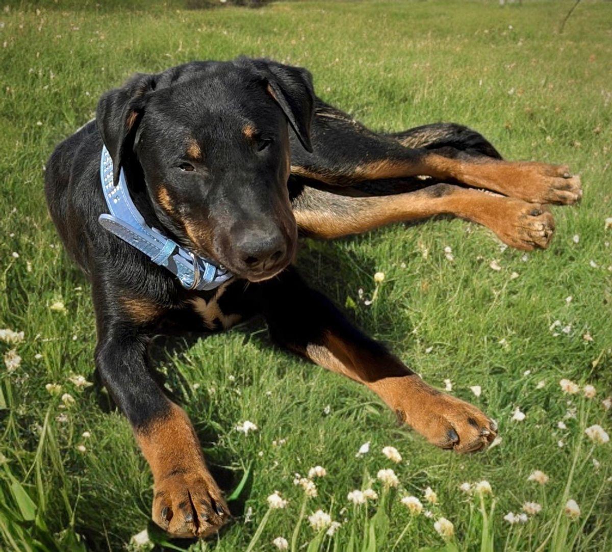 Enlarge Blacky, a Adoptable Hound in Kingman, AZ image 3/3