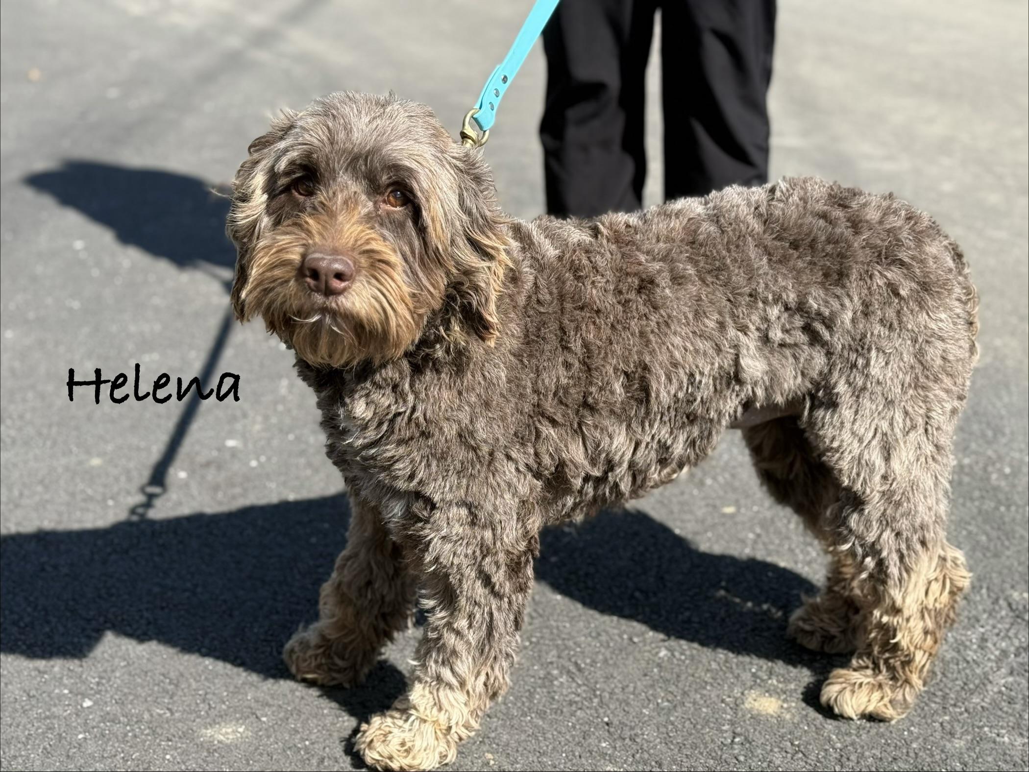 Enlarge HELENA ~ Video, an adopted Portuguese Water Dog in Ashland, OH image 4/6