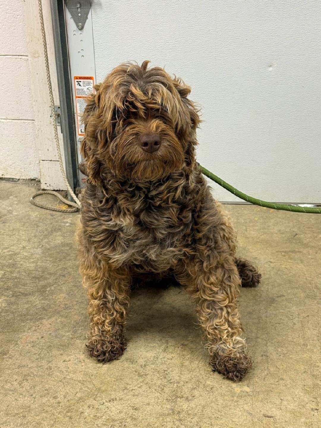 Enlarge HELENA ~ Video, an adopted Portuguese Water Dog in Ashland, OH image 5/6