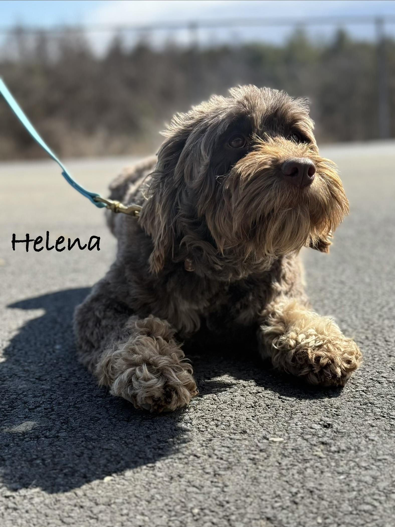 Enlarge HELENA ~ Video, an adopted Portuguese Water Dog in Ashland, OH image 3/6
