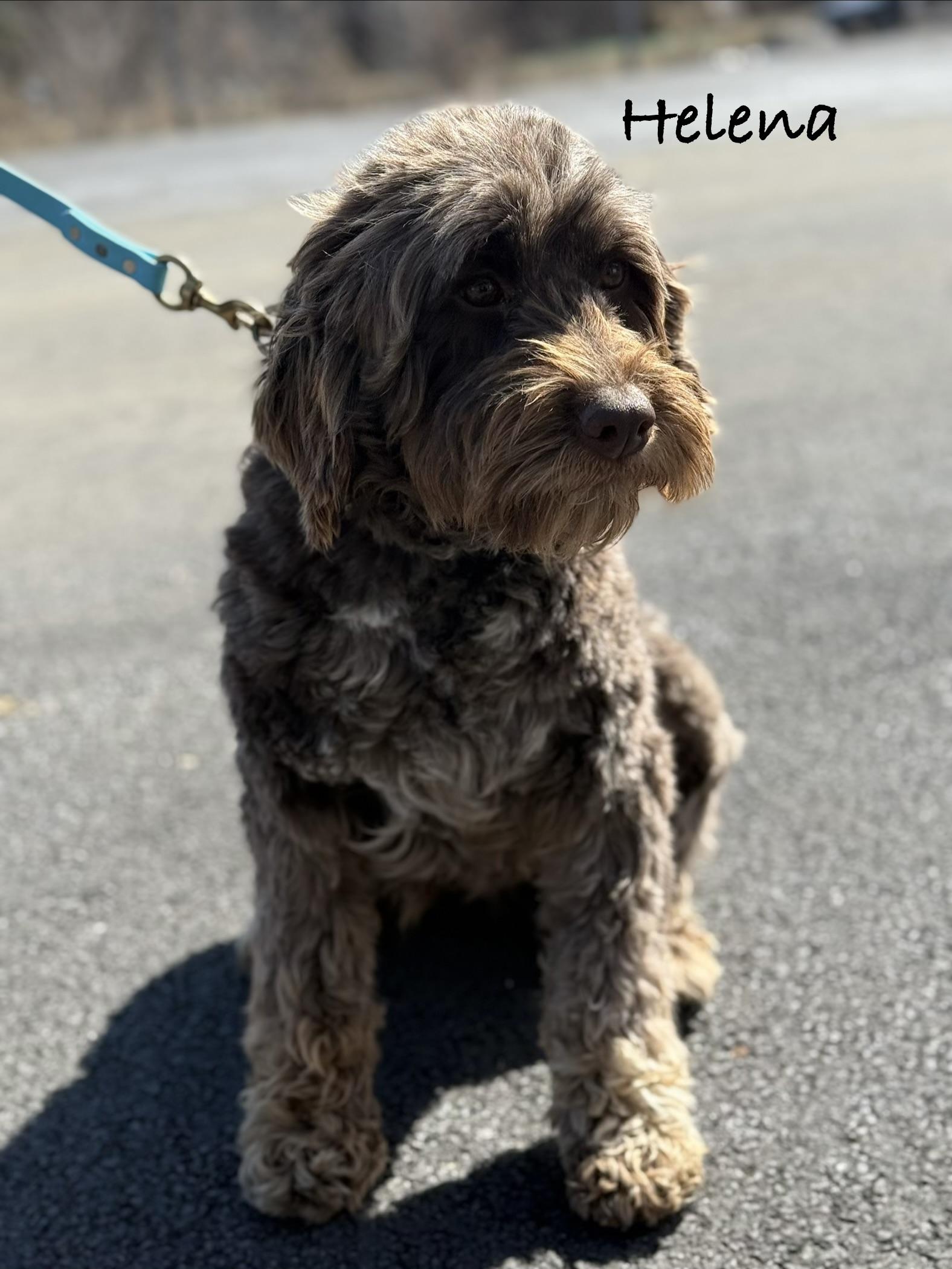 Enlarge HELENA ~ Video, an adopted Portuguese Water Dog in Ashland, OH image 1/6