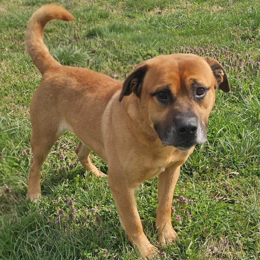 Chewy, a Adoptable Mixed Breed in Jefferson city, TN image 1/3
