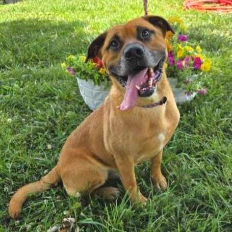 Chewy, a Adoptable Mixed Breed in Jefferson city, TN image 2/3