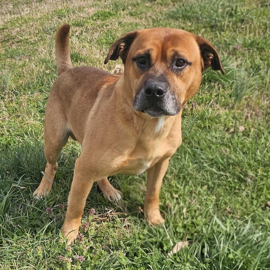 Chewy, a Adoptable Mixed Breed in Jefferson city, TN image 3/3