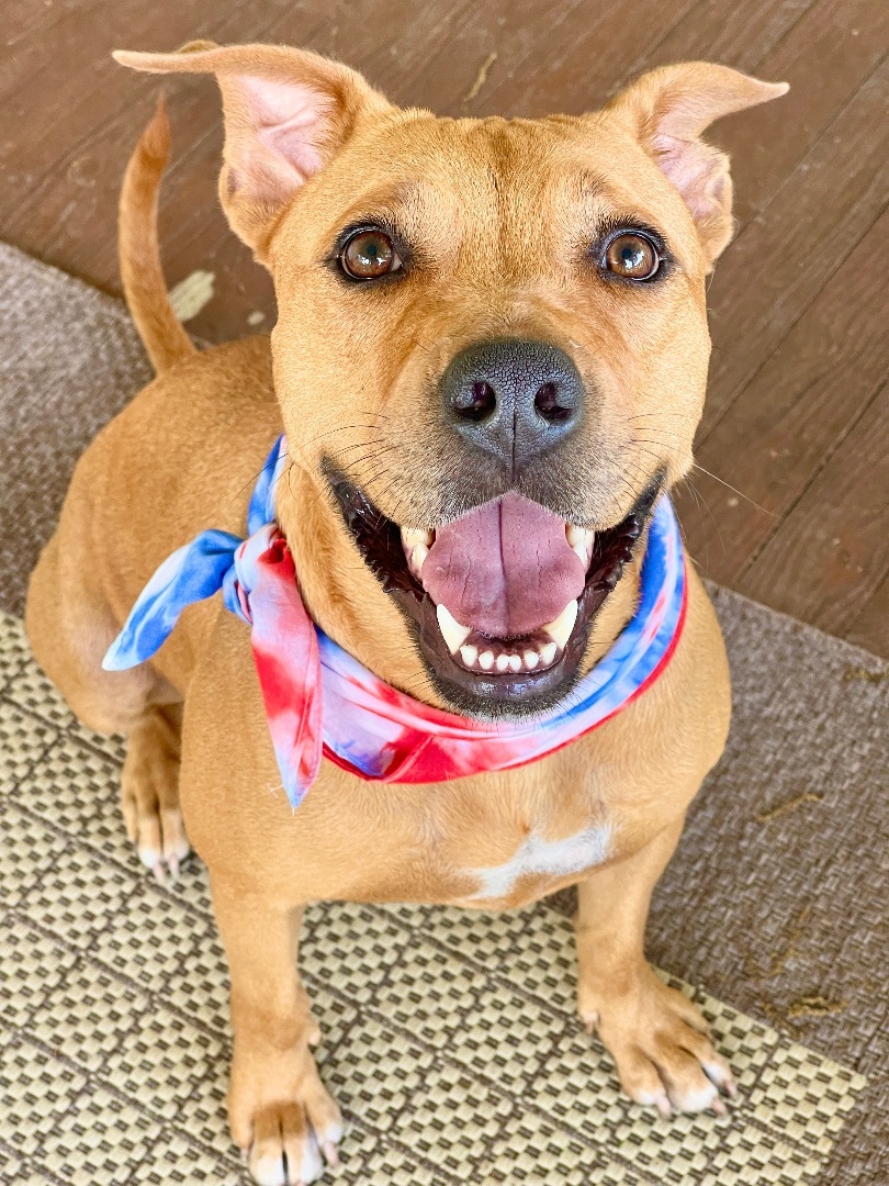 PENNY- a SWEETIE!, Adoptable, Young Female Pit Bull Terrier & Labrador Retriever.