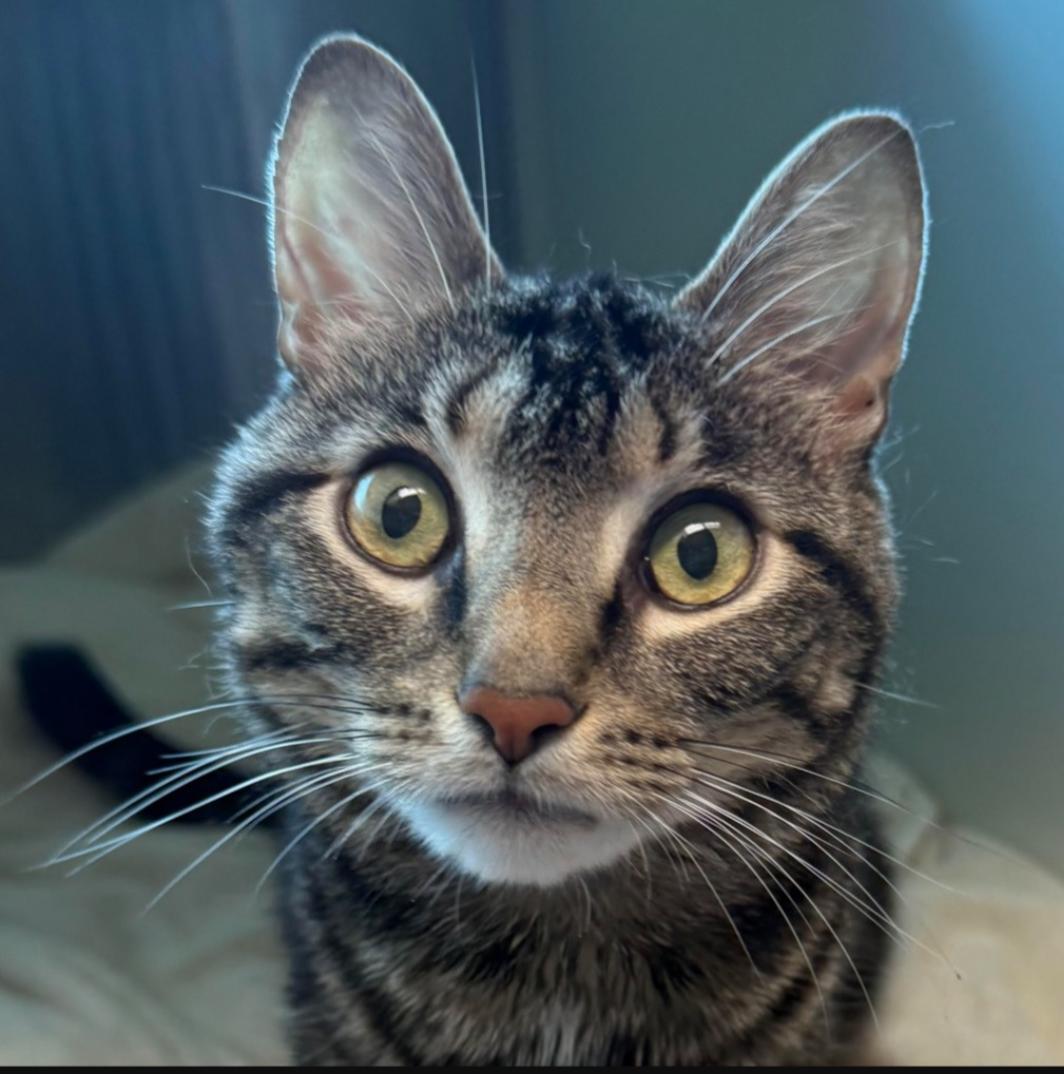 Enlarge Robin special needs mild CH, a Adoptable Domestic Short Hair in Rochester, NY image 1/1