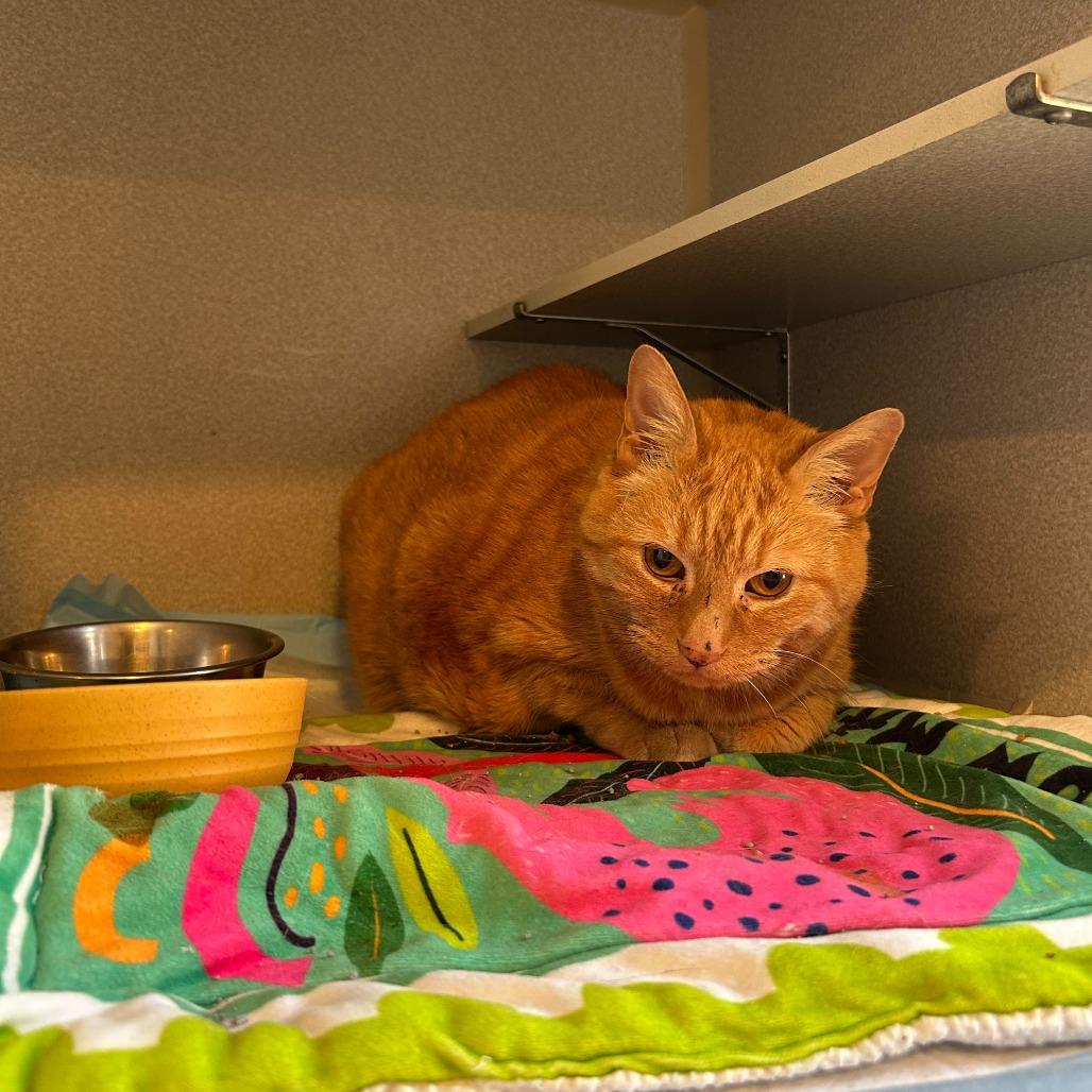 Enlarge Weasley, a Adoptable Domestic Medium Hair in Alexandria, VA image 1/1
