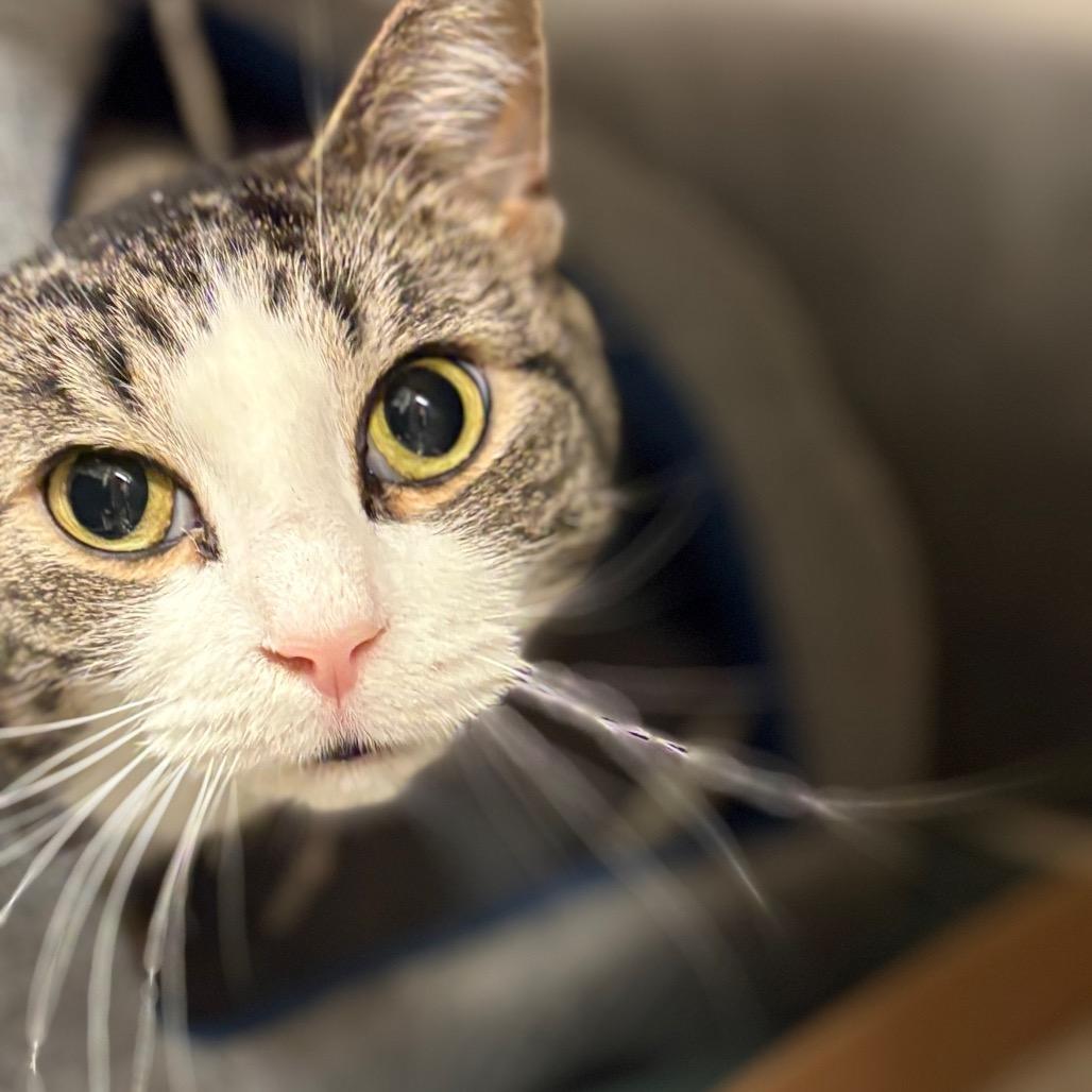 Susie - IN FOSTER, Adoptable, Adult Female Domestic Short Hair.