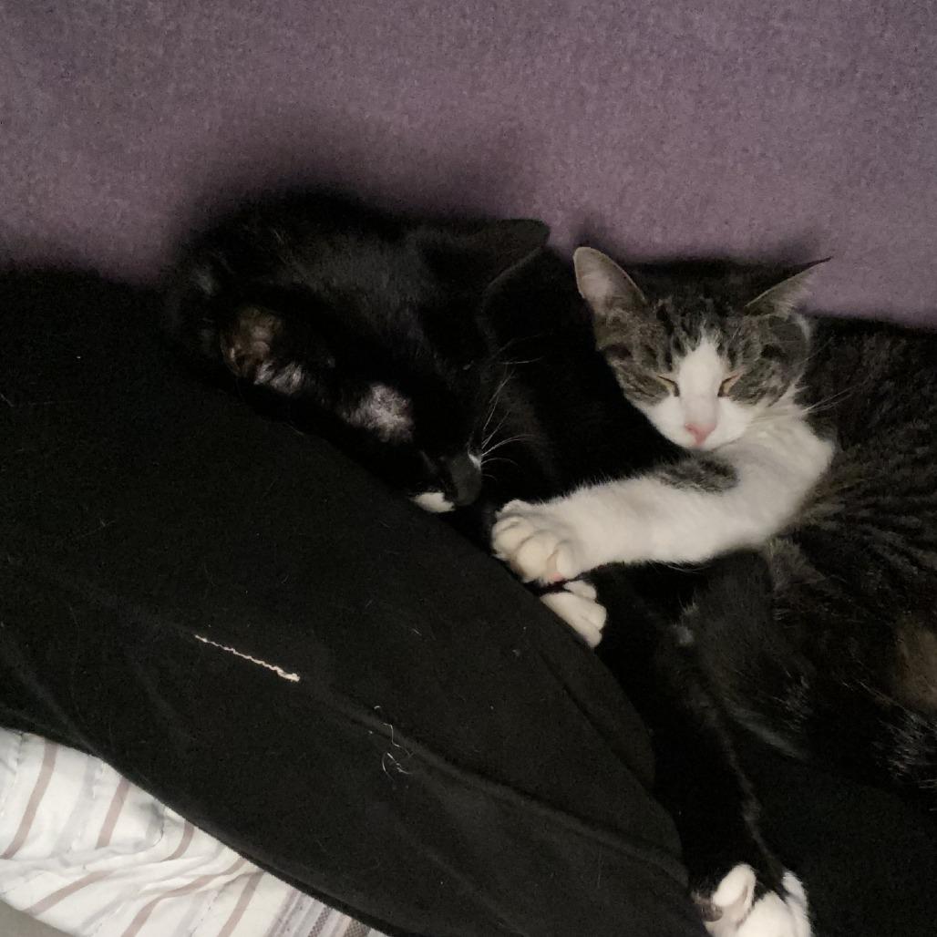 Enlarge Susie - IN FOSTER, a Adoptable Domestic Short Hair in Birdsboro, PA image 2/6