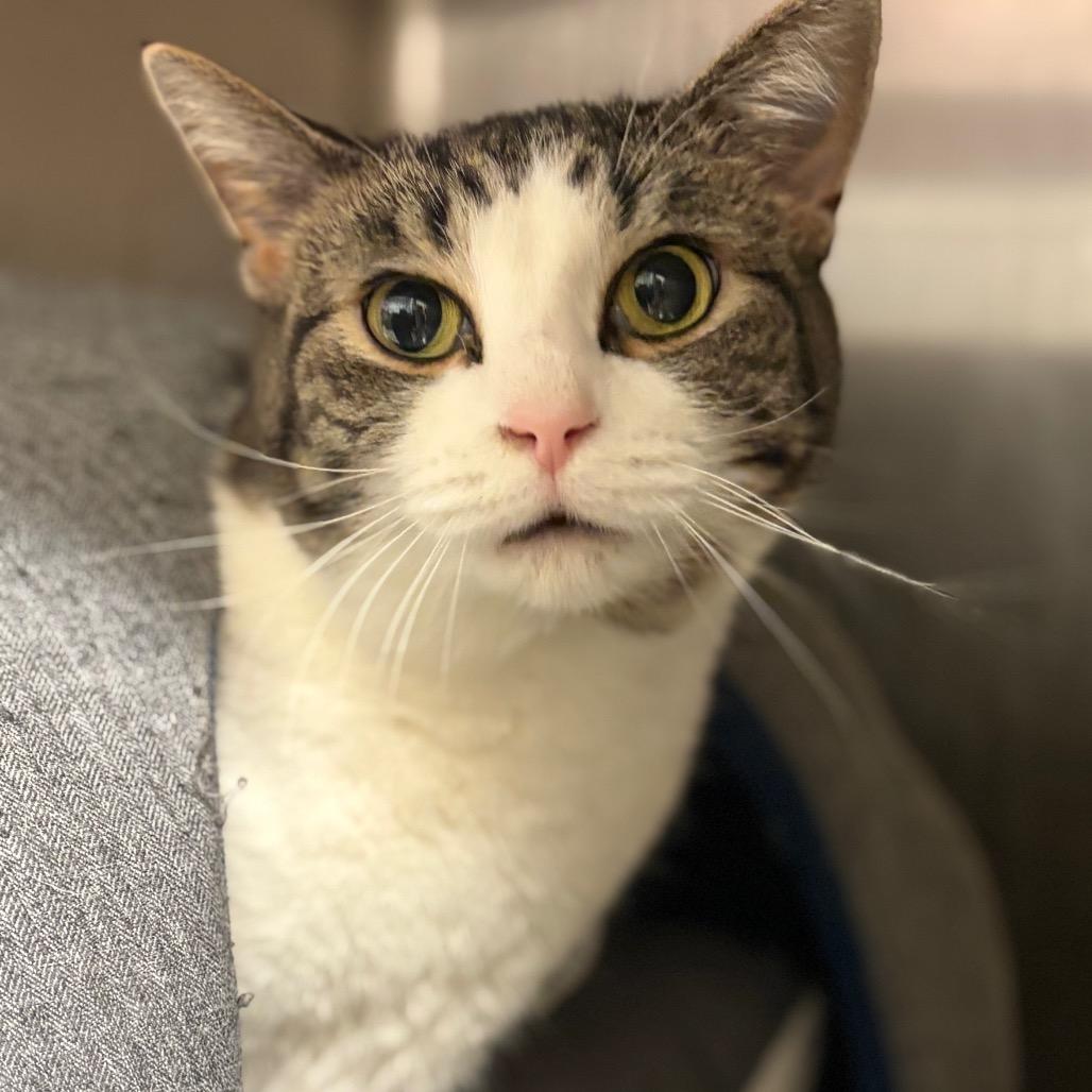 Enlarge Susie - IN FOSTER, a Adoptable Domestic Short Hair in Birdsboro, PA image 3/6