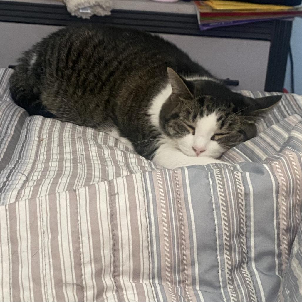 Enlarge Susie - IN FOSTER, a Adoptable Domestic Short Hair in Birdsboro, PA image 4/6