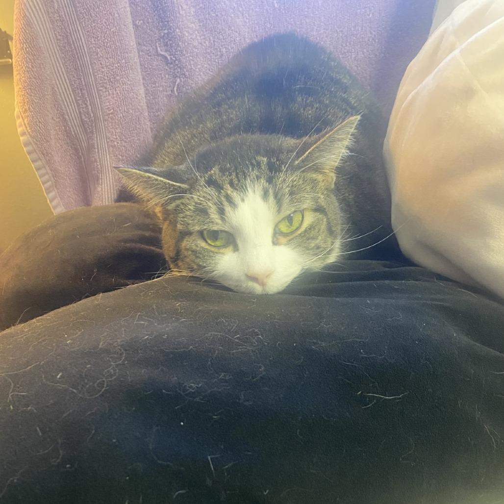 Enlarge Susie - IN FOSTER, a Adoptable Domestic Short Hair in Birdsboro, PA image 5/6