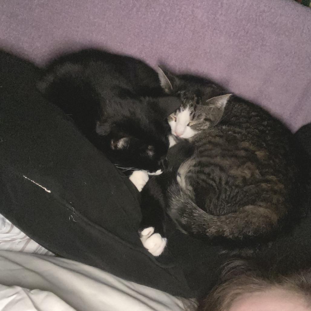 Enlarge Susie - IN FOSTER, a Adoptable Domestic Short Hair in Birdsboro, PA image 6/6