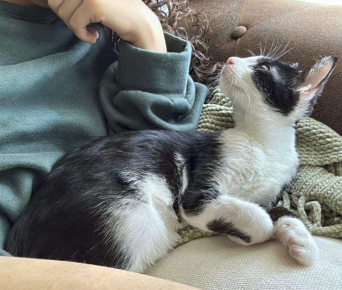 Calliope thumbnail 3