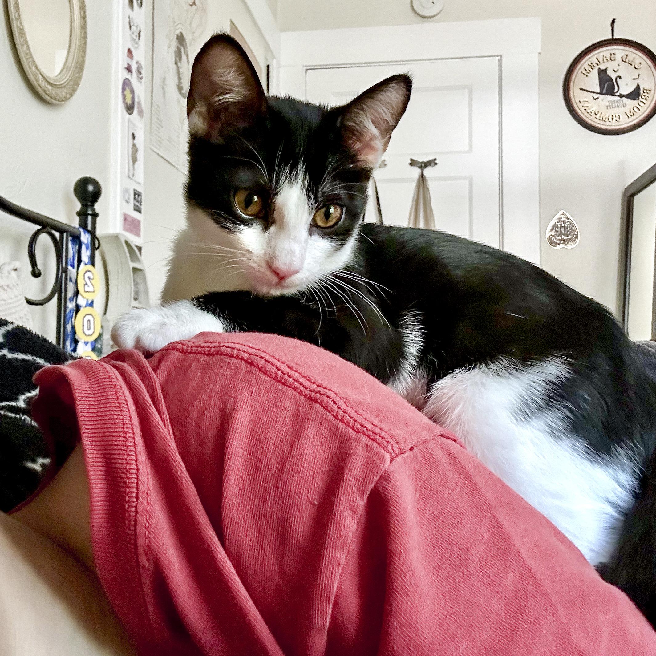 Enlarge Calliope, a Adoptable Domestic Short Hair in Vallejo, CA image 4/6