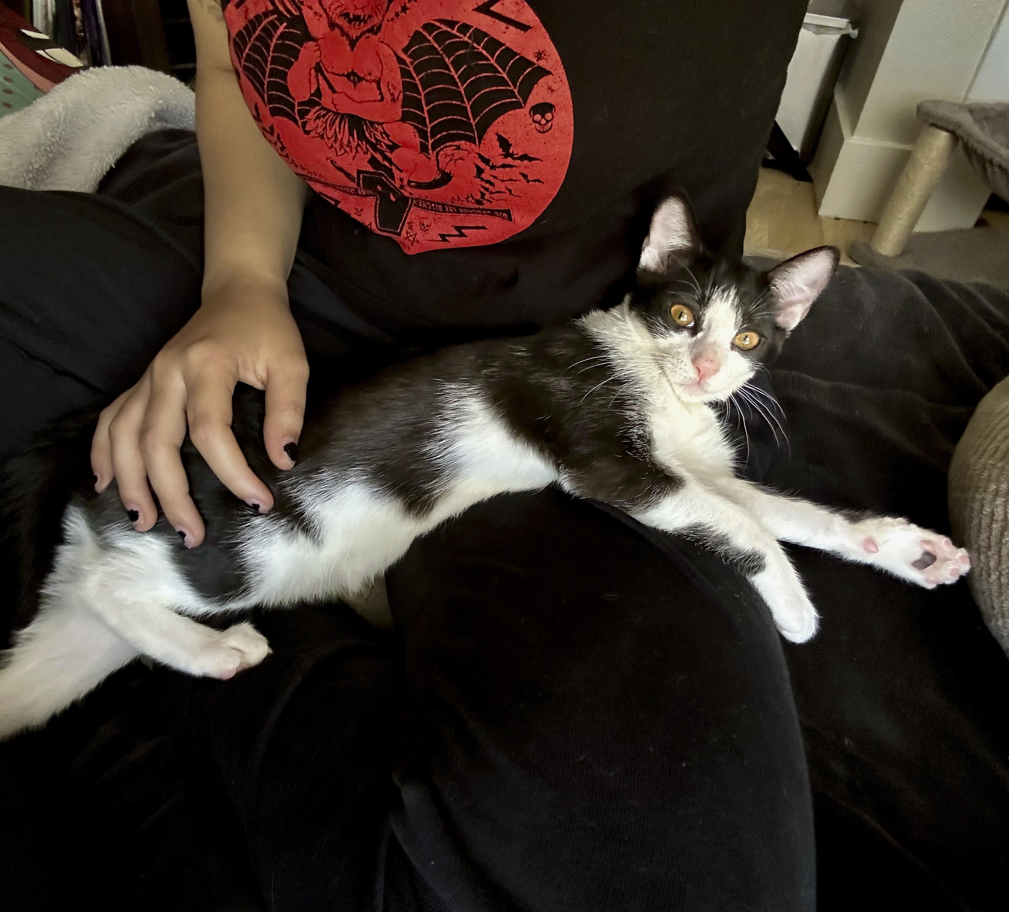 Enlarge Calliope, a Adoptable Domestic Short Hair in Vallejo, CA image 5/6