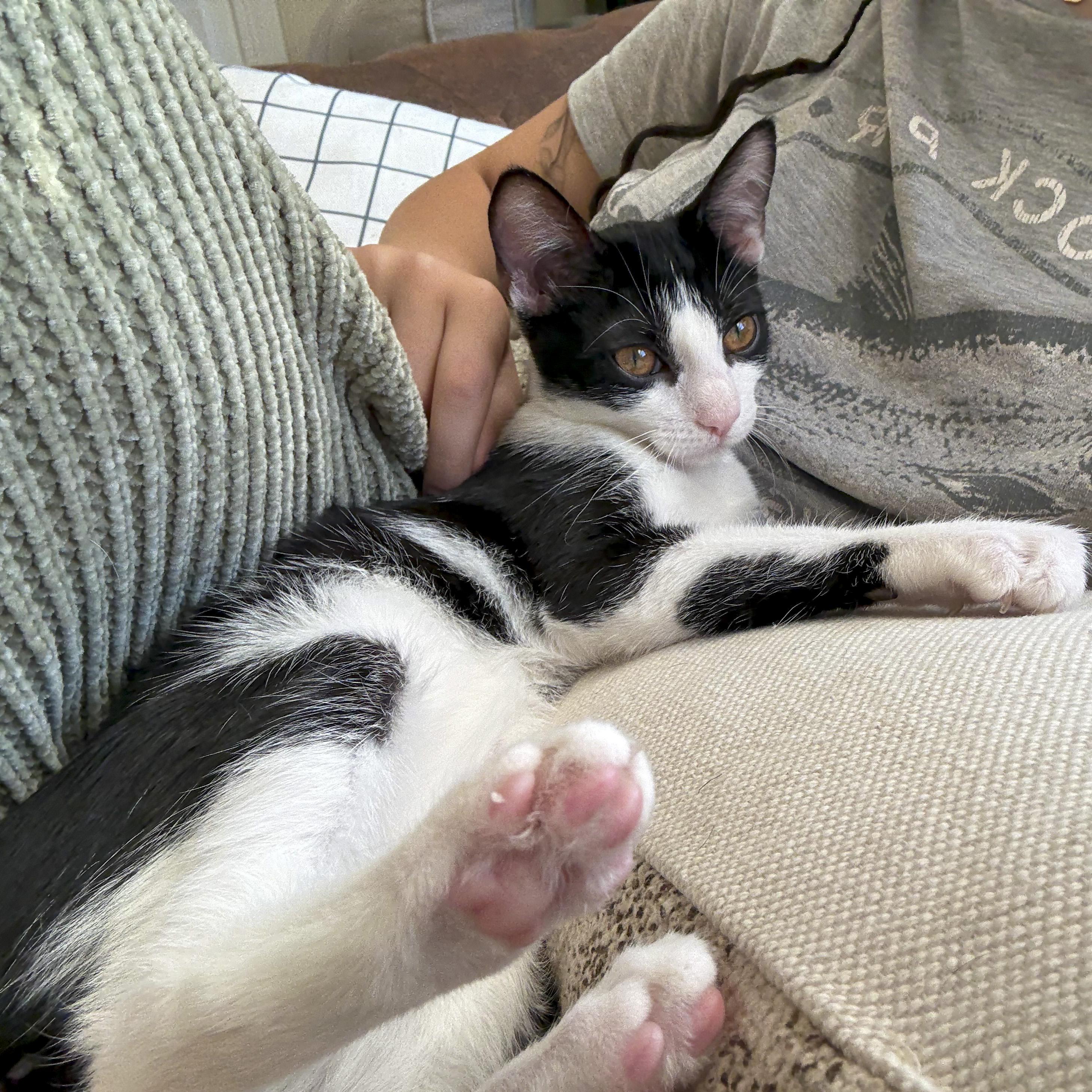 Calliope, Adoptable, Kitten Female Domestic Short Hair.