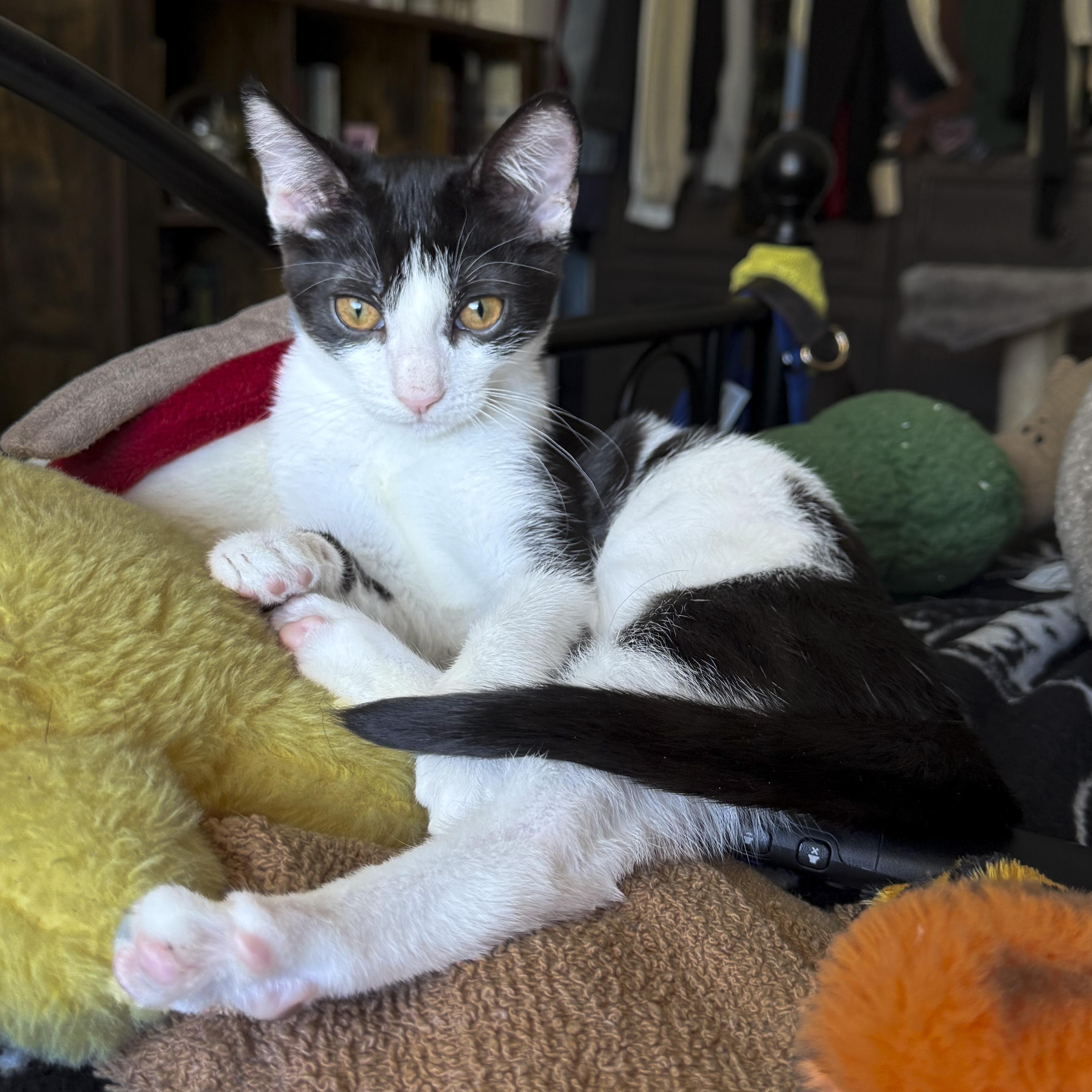 Enlarge Calliope, a Adoptable Domestic Short Hair in Vallejo, CA image 2/6