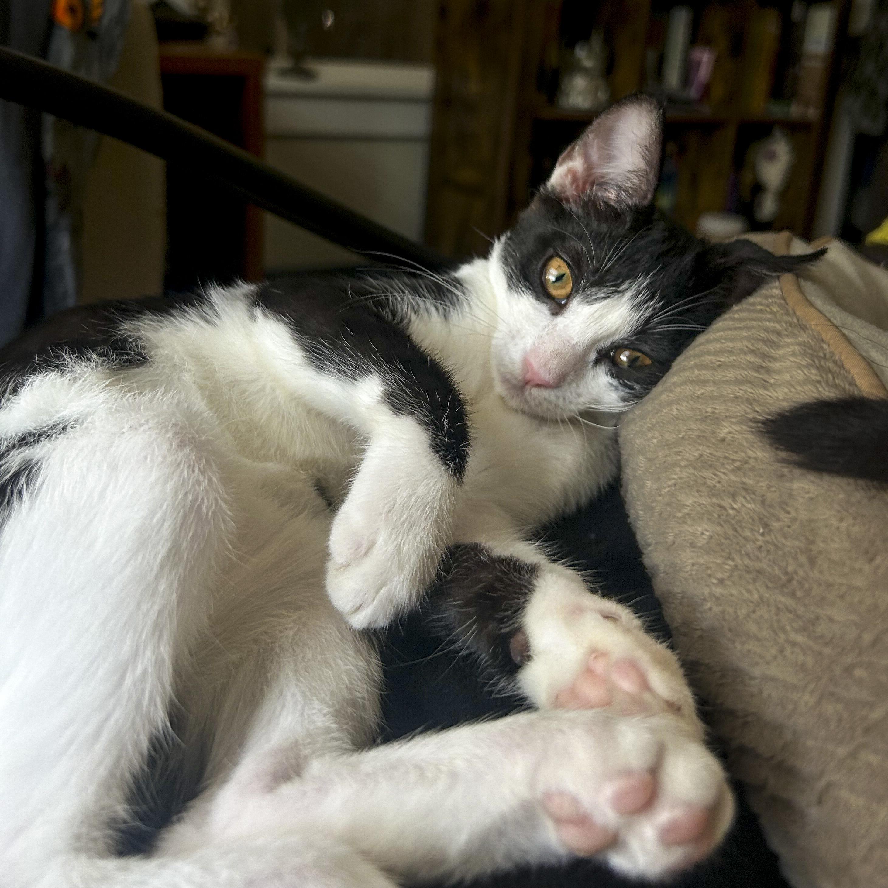 Enlarge Calliope, a Adoptable Domestic Short Hair in Vallejo, CA image 6/6