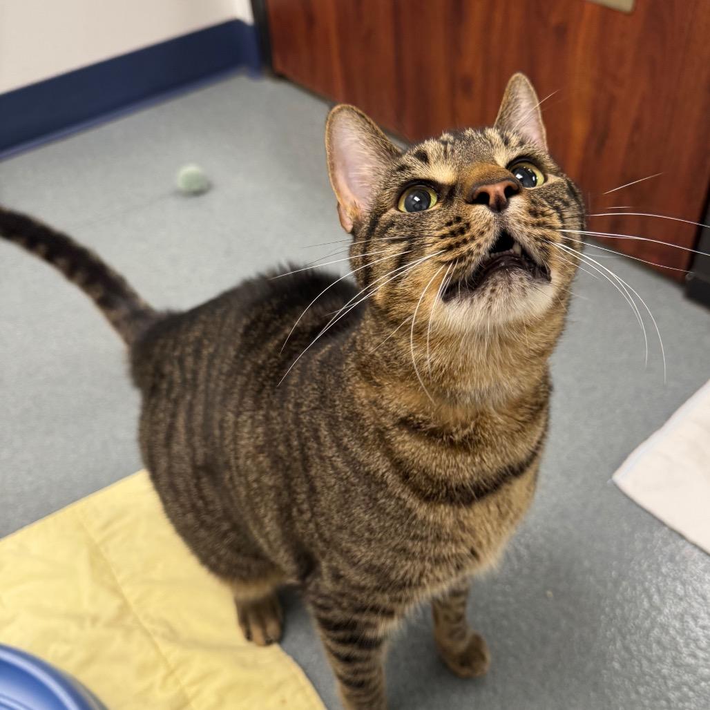 Kenny, Adoptable, Senior Male Domestic Short Hair.