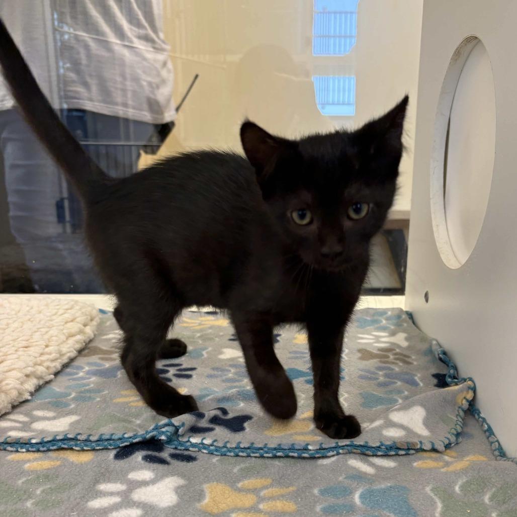 Marble, Adoptable, Kitten Female Domestic Short Hair.