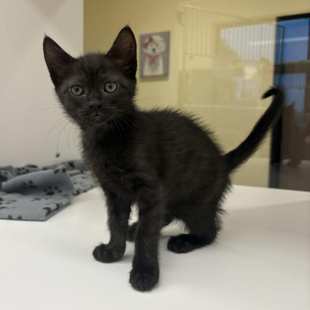 Marble, a Adoptable Domestic Short Hair in Beaumont, TX image 2/3