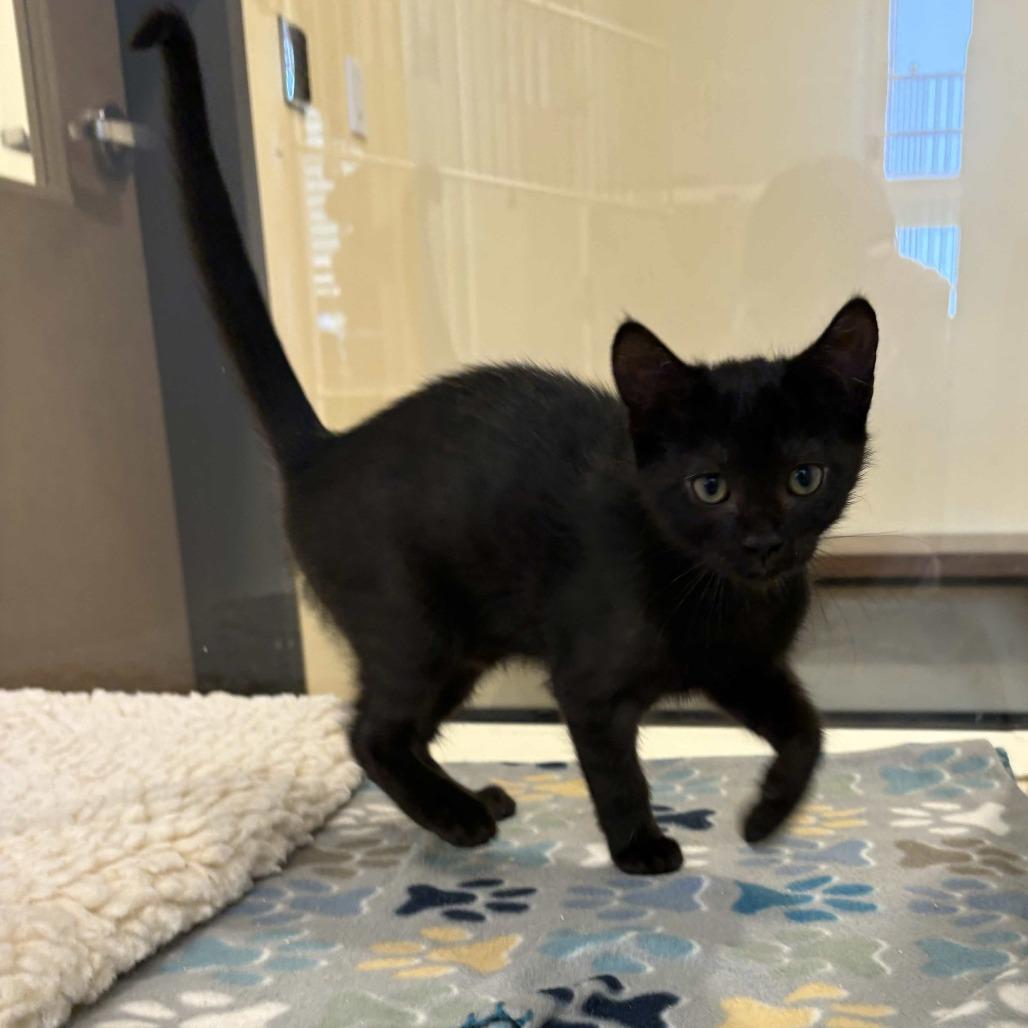 Marble, a Adoptable Domestic Short Hair in Beaumont, TX image 3/3